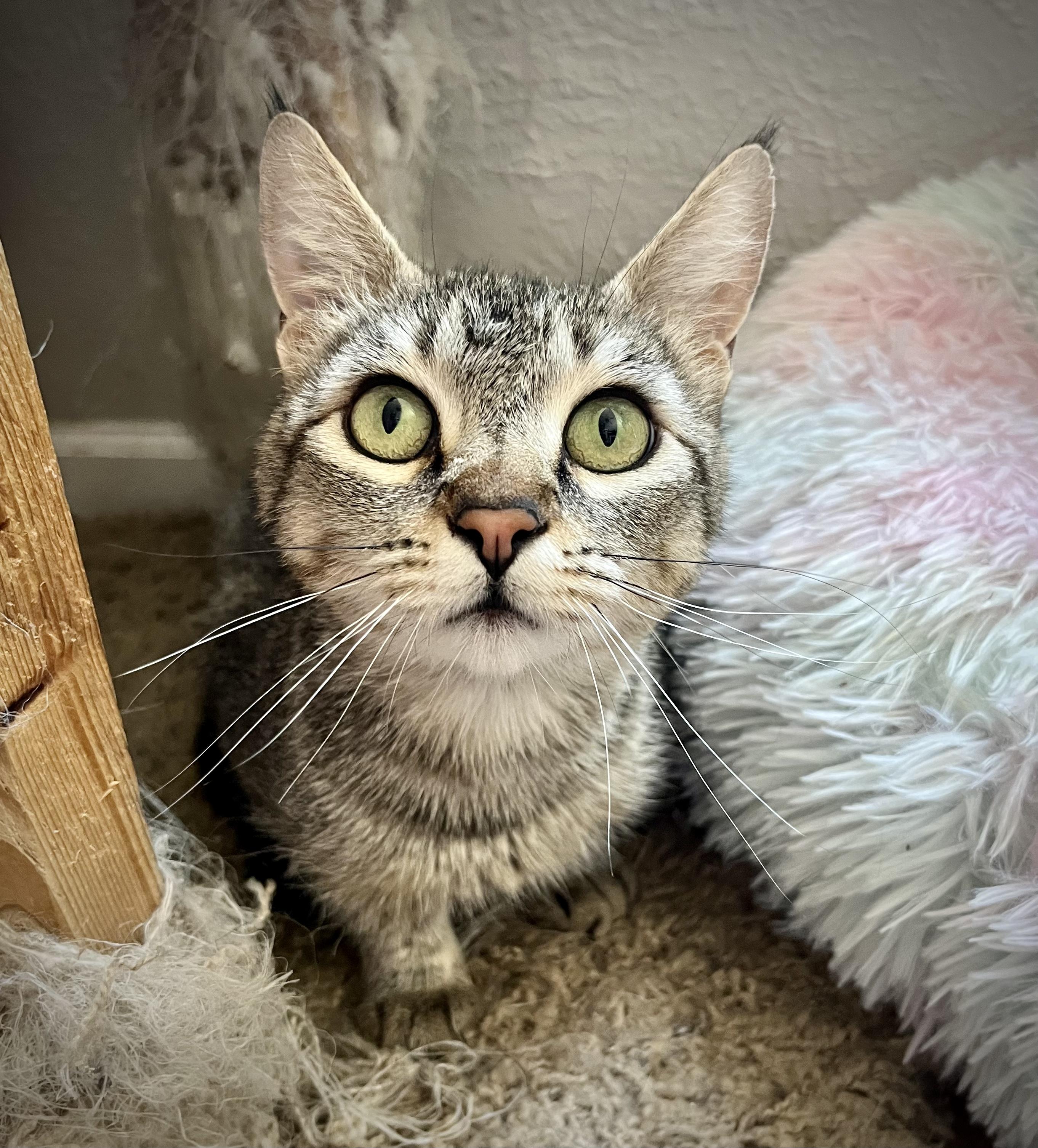 Miss Paula, an adoptable Domestic Short Hair in Reno, NV, 89508 | Photo Image 1