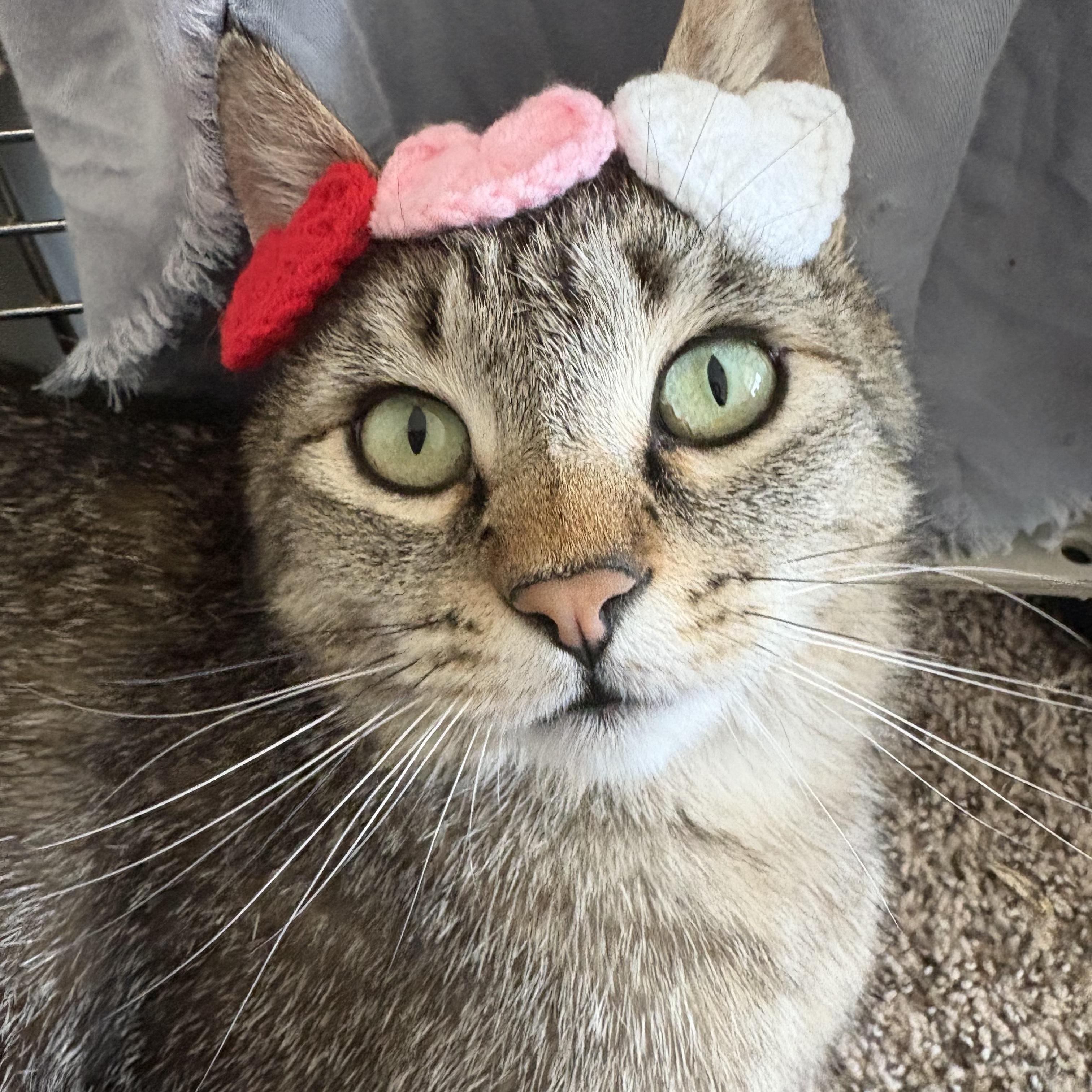 Miss Paula, an adoptable Domestic Short Hair in Reno, NV, 89508 | Photo Image 2