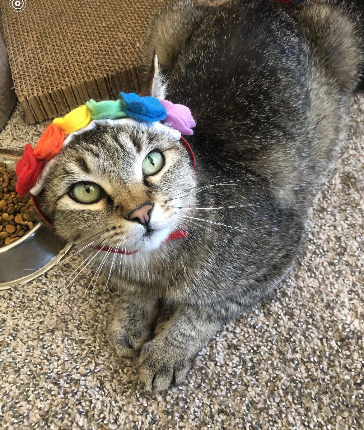 Miss Paula, an adoptable Domestic Short Hair in Reno, NV, 89508 | Photo Image 3