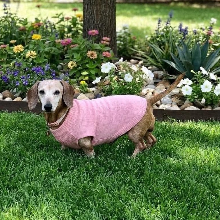 Frieda, Adoptable, Senior Female Miniature Dachshund.