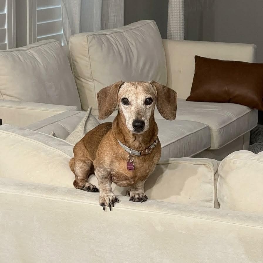Enlarge Frieda, a Adoptable Miniature Dachshund in San Antonio, TX image 2/6