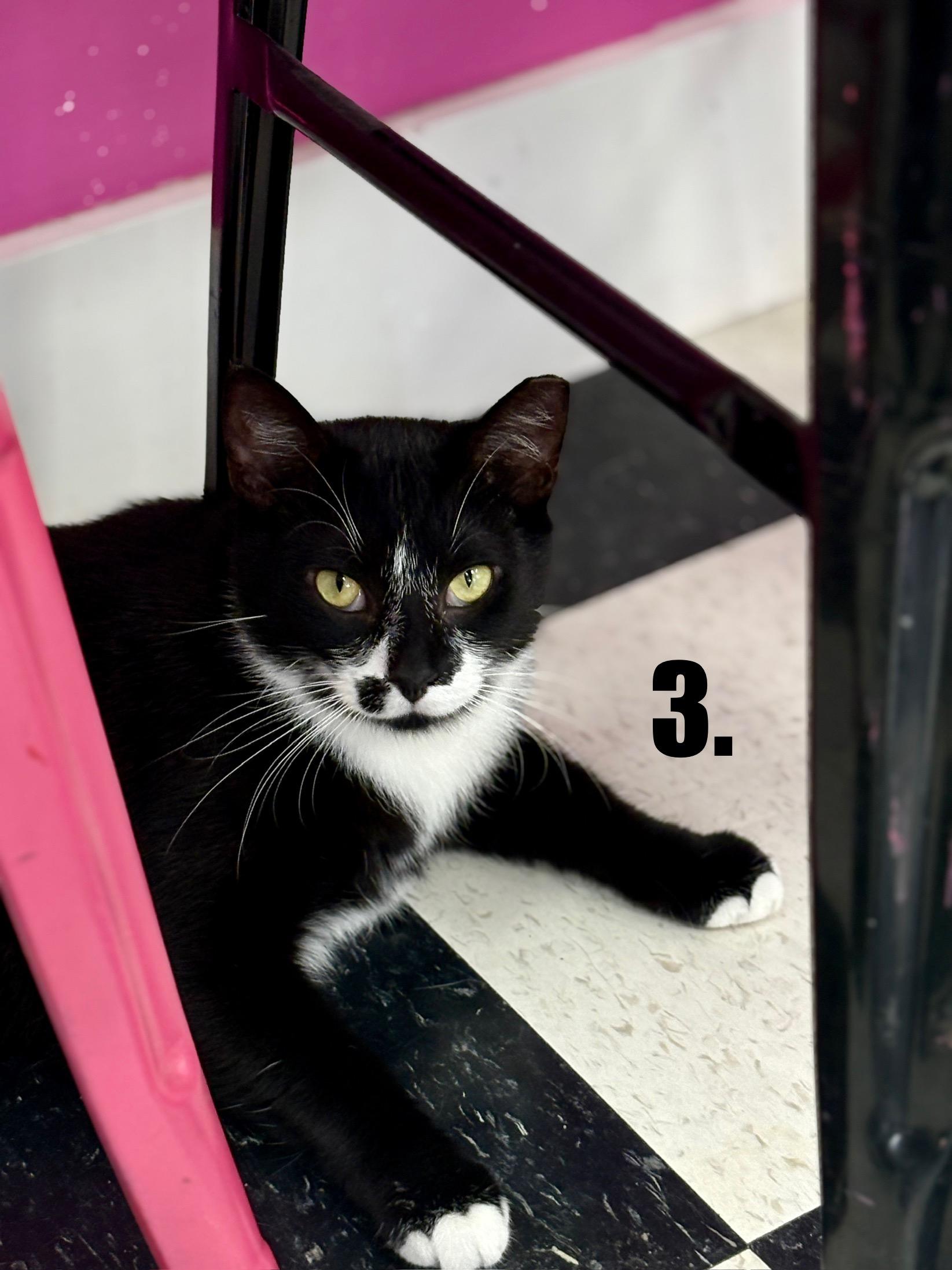 JT, a Adoptable Domestic Short Hair in Charlotte, NC image 1/6