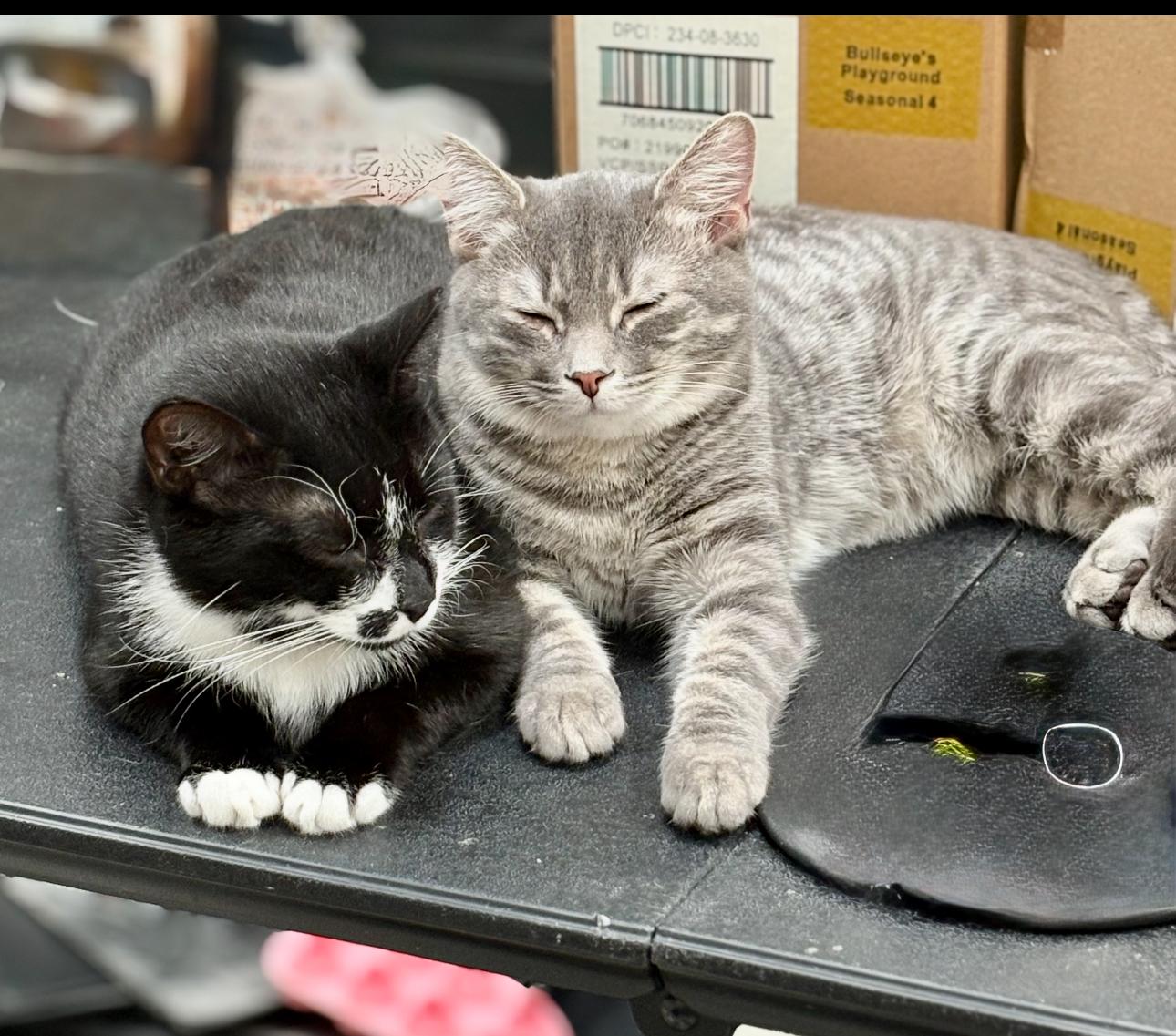 JT, a Adoptable Domestic Short Hair in Charlotte, NC image 2/6