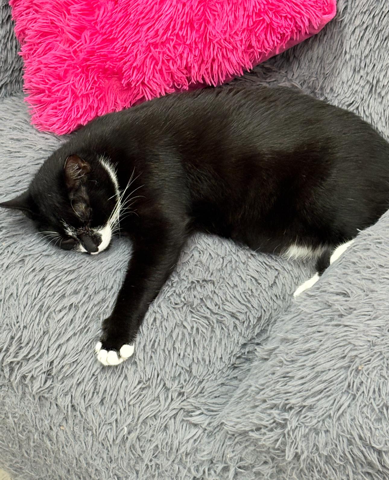 JT, a Adoptable Domestic Short Hair in Charlotte, NC image 3/6