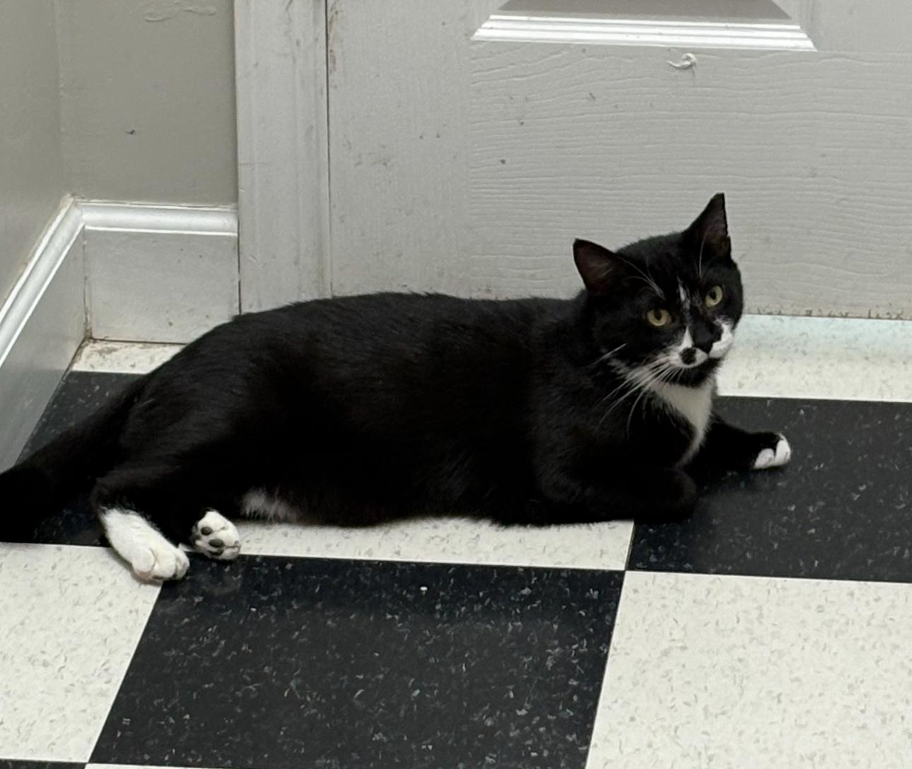 JT, a Adoptable Domestic Short Hair in Charlotte, NC image 4/6