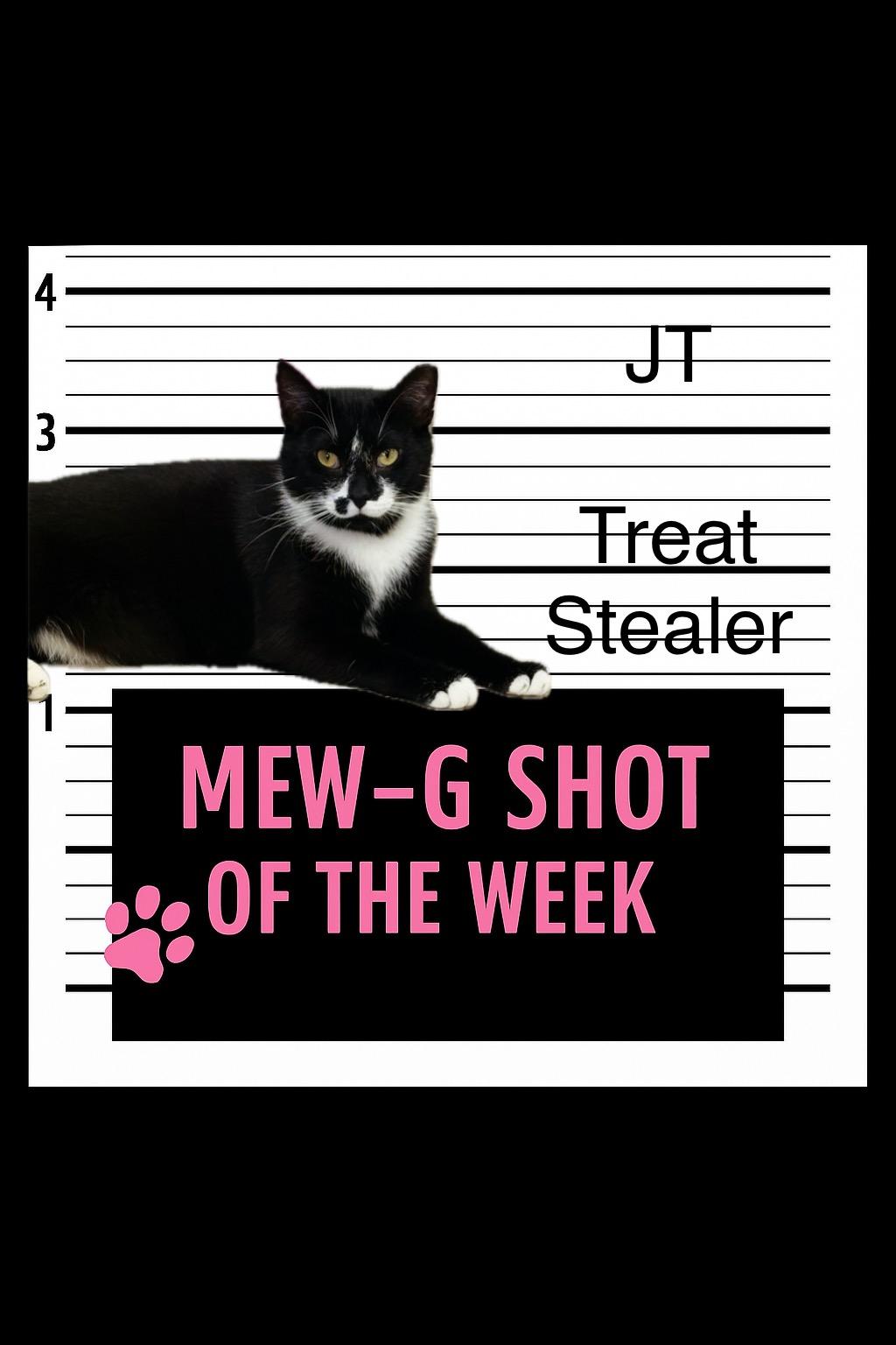 JT, a Adoptable Domestic Short Hair in Charlotte, NC image 5/6