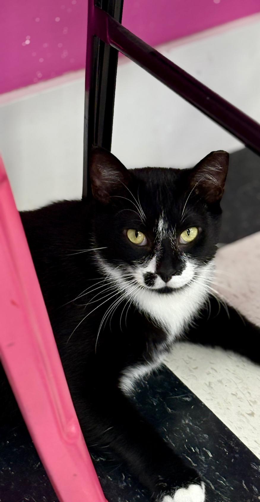 JT, a Adoptable Domestic Short Hair in Charlotte, NC image 6/6