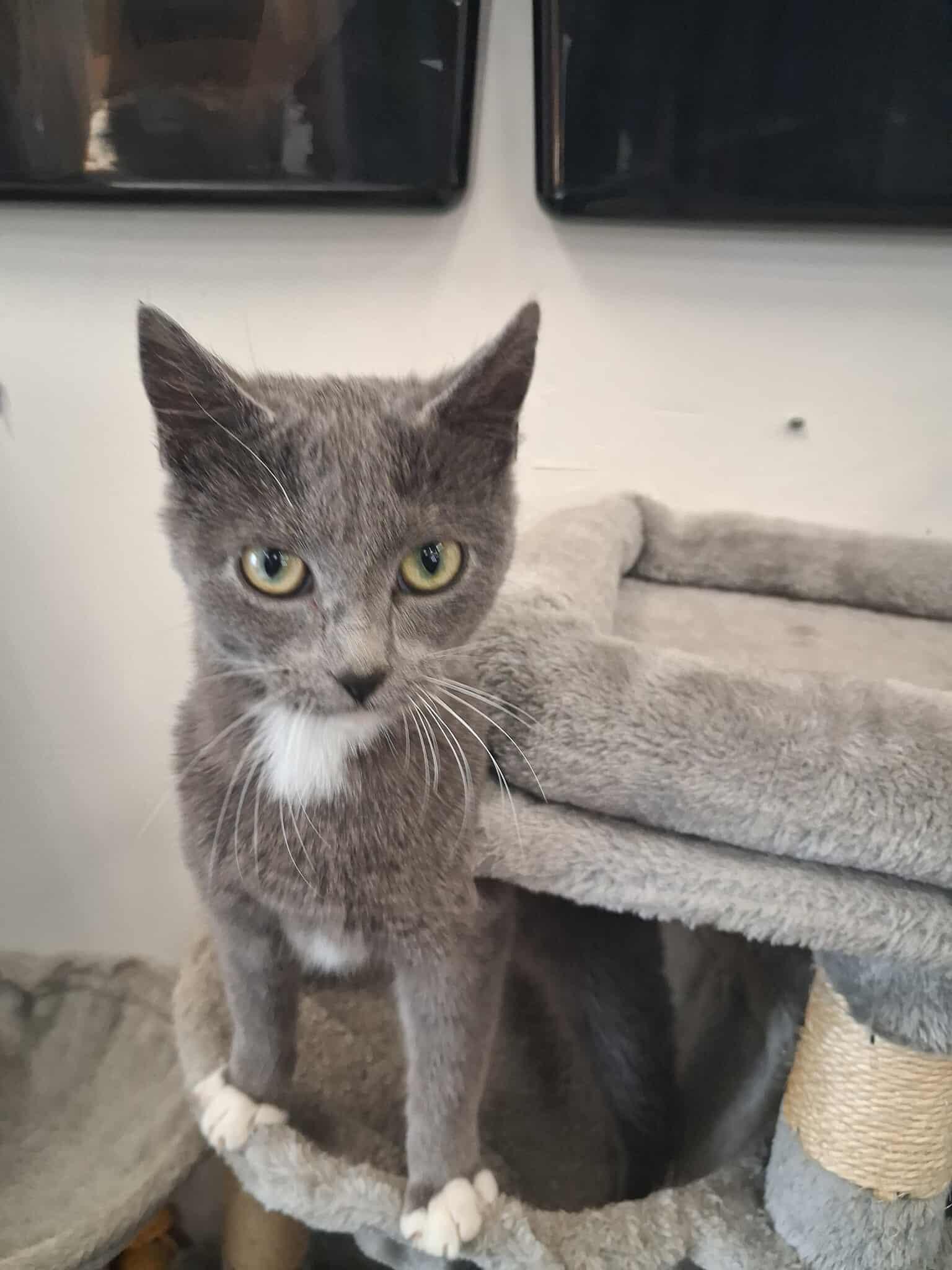 Enlarge Ami, a other Domestic Short Hair in Roosevelt, UT image 2/3