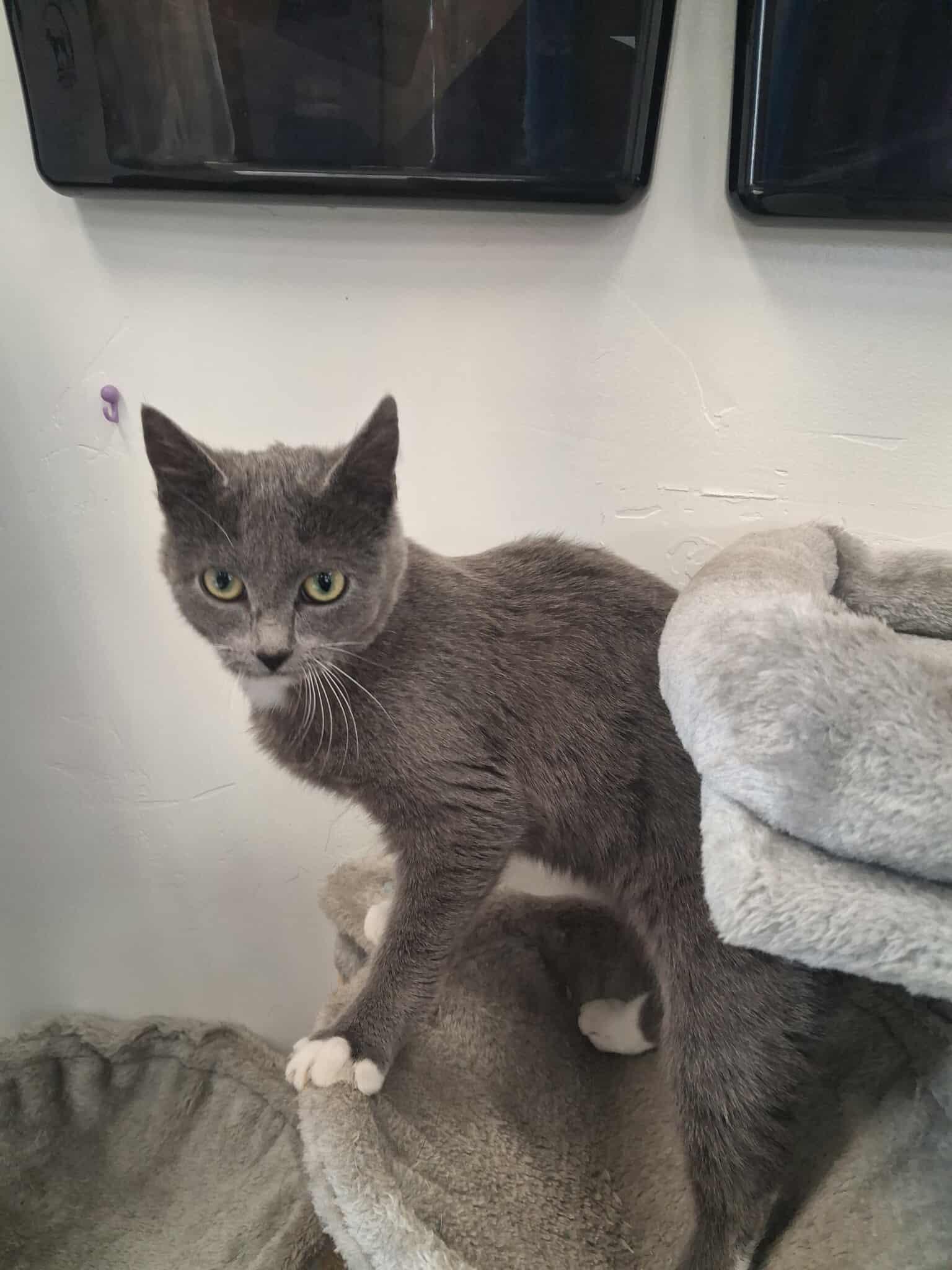 Enlarge Ami, a other Domestic Short Hair in Roosevelt, UT image 3/3