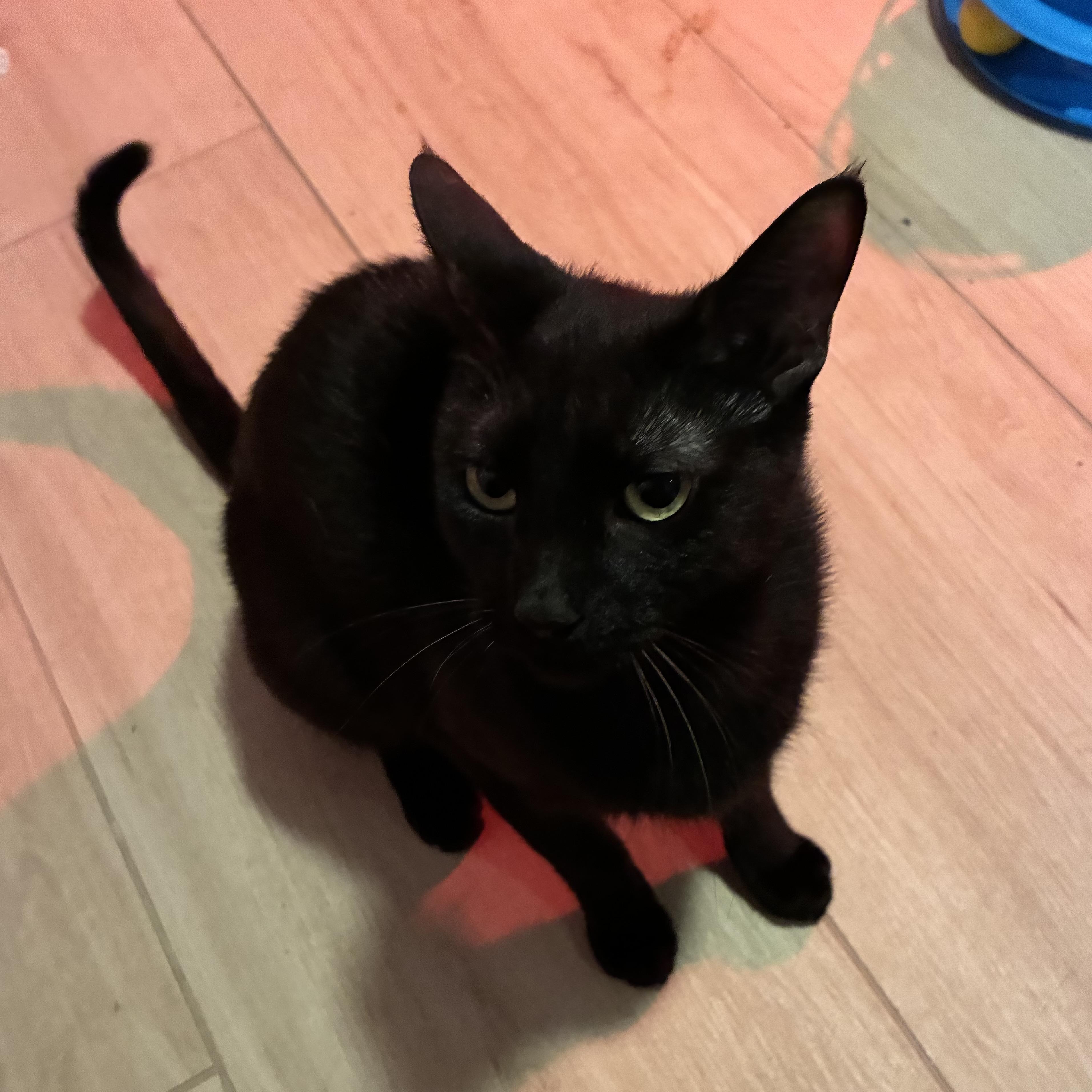 Enlarge Nyx, a Adoptable Bombay in NASHUA, NH image 4/6