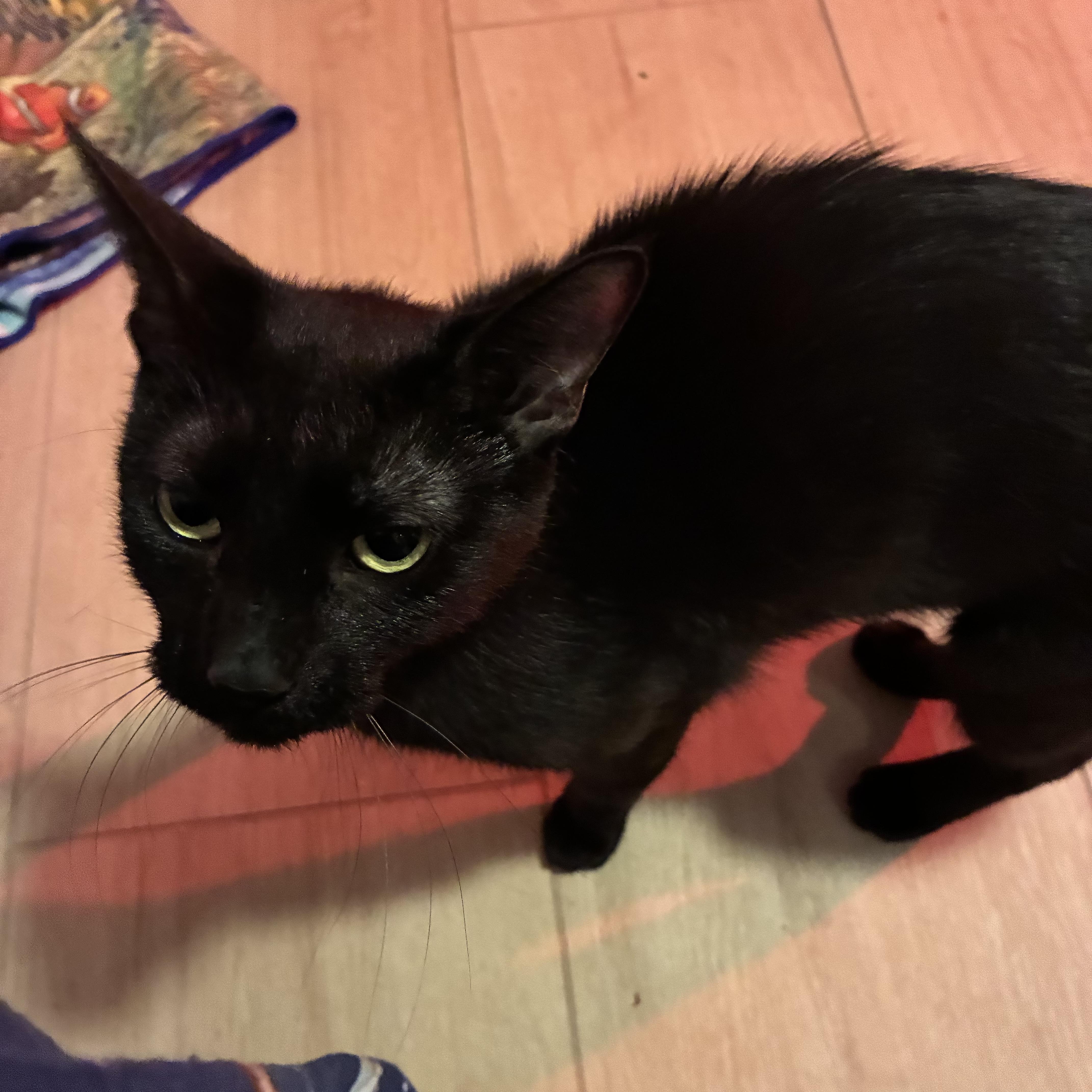 Nyx, Adoptable, Kitten Female Bombay.