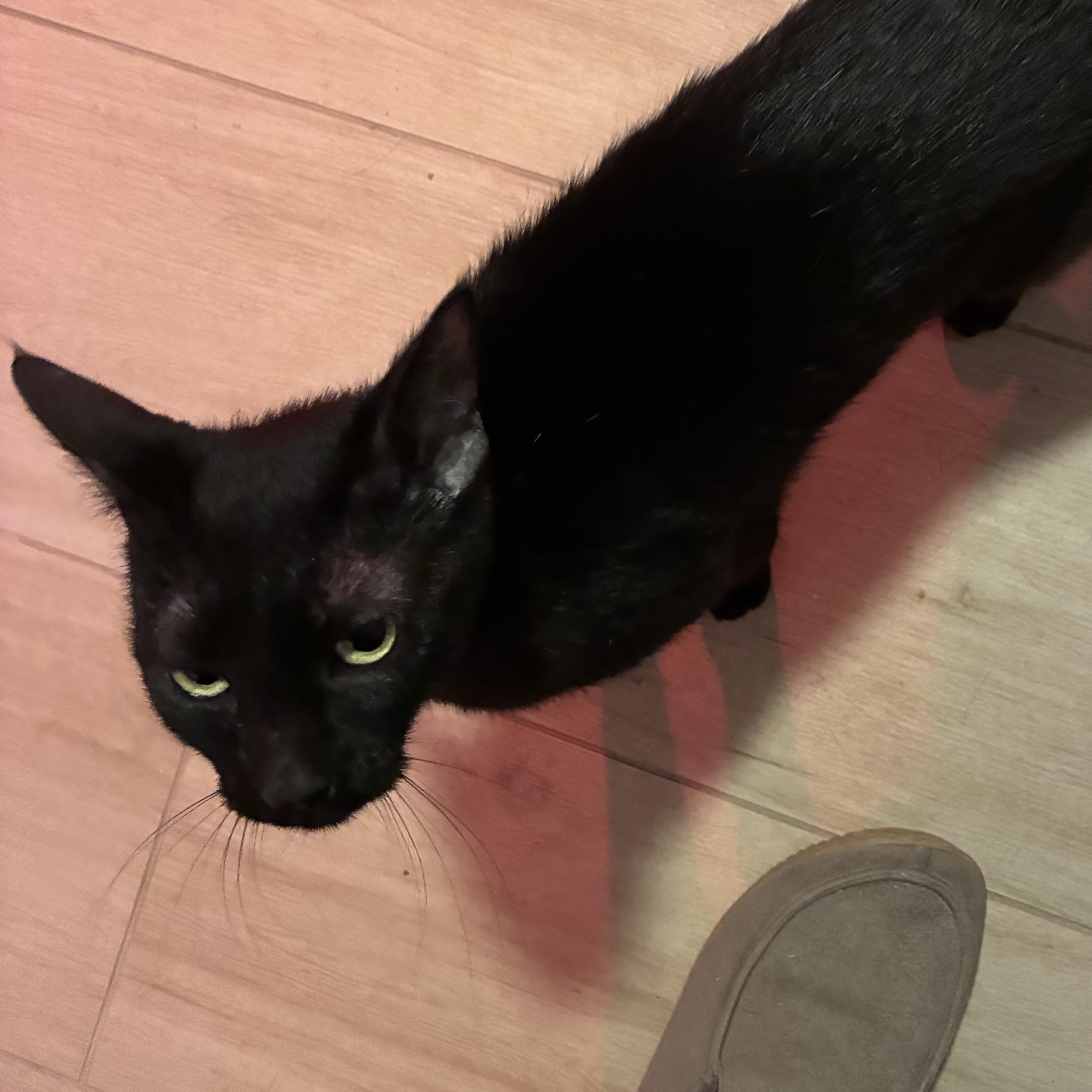 Enlarge Nyx, a Adoptable Bombay in NASHUA, NH image 3/6