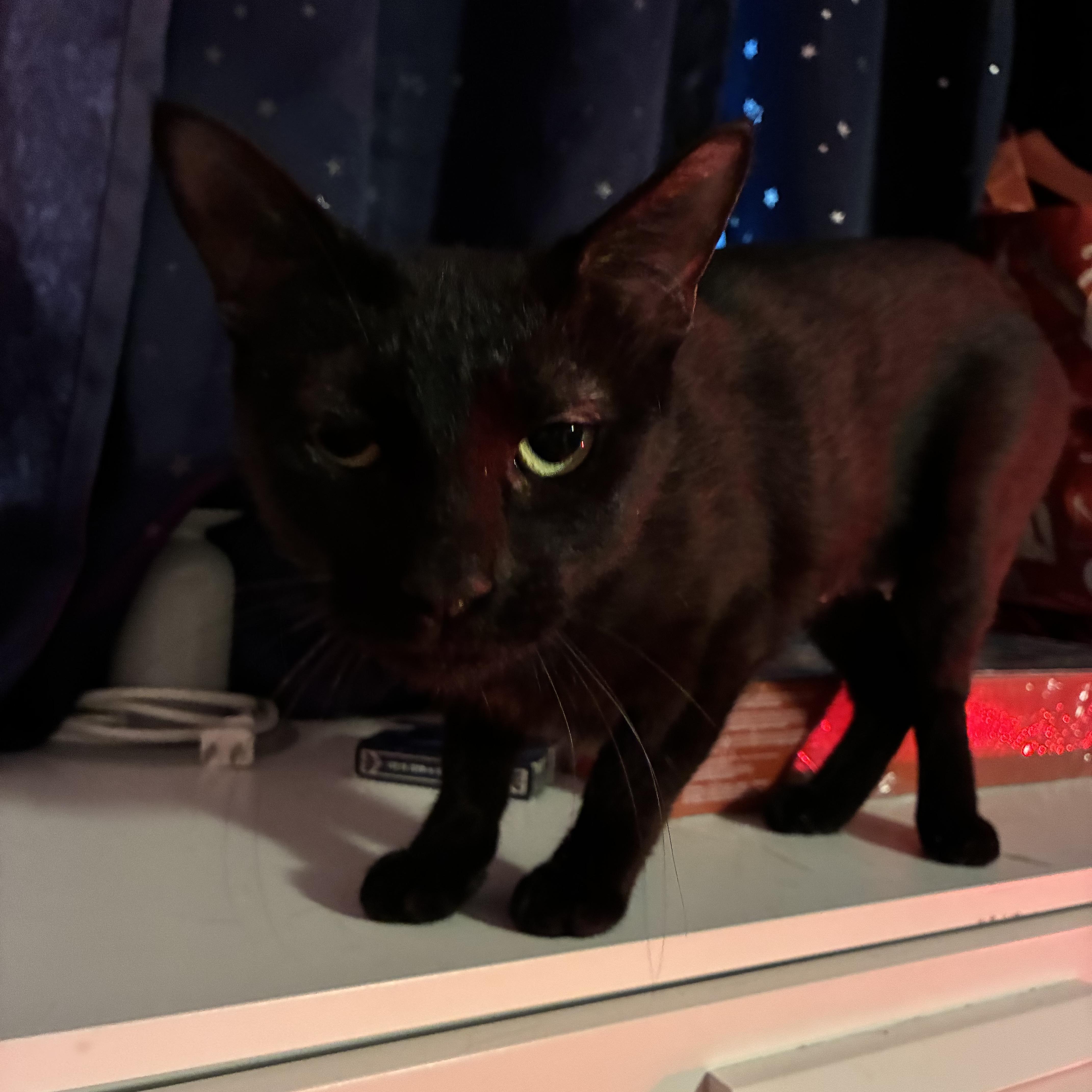 Enlarge Nyx, a Adoptable Bombay in NASHUA, NH image 6/6