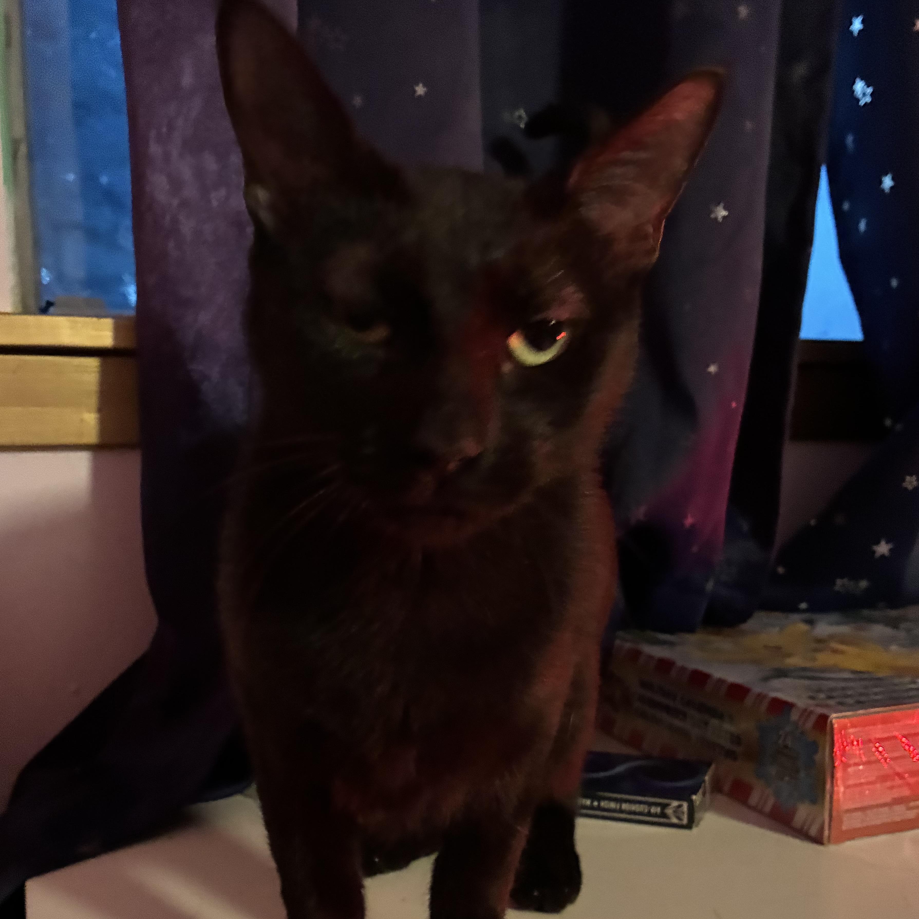 Enlarge Nyx, a Adoptable Bombay in NASHUA, NH image 5/6