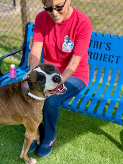 Enlarge Scarlett Jane - 1, a Adoptable mixed breed in Daytona Beach, FL image 1/3