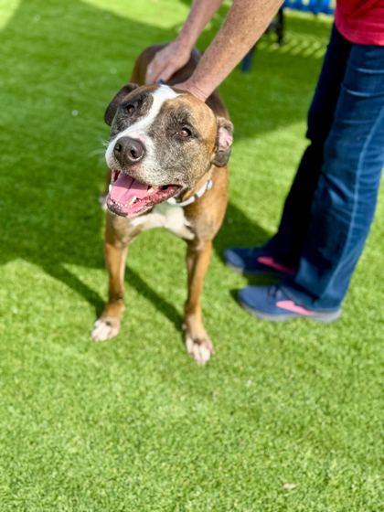 Enlarge Scarlett Jane - 1, a Adoptable mixed breed in Daytona Beach, FL image 2/3