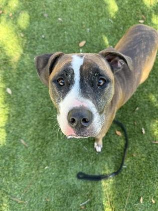 Enlarge Scarlett Jane - 1, a Adoptable mixed breed in Daytona Beach, FL image 3/3