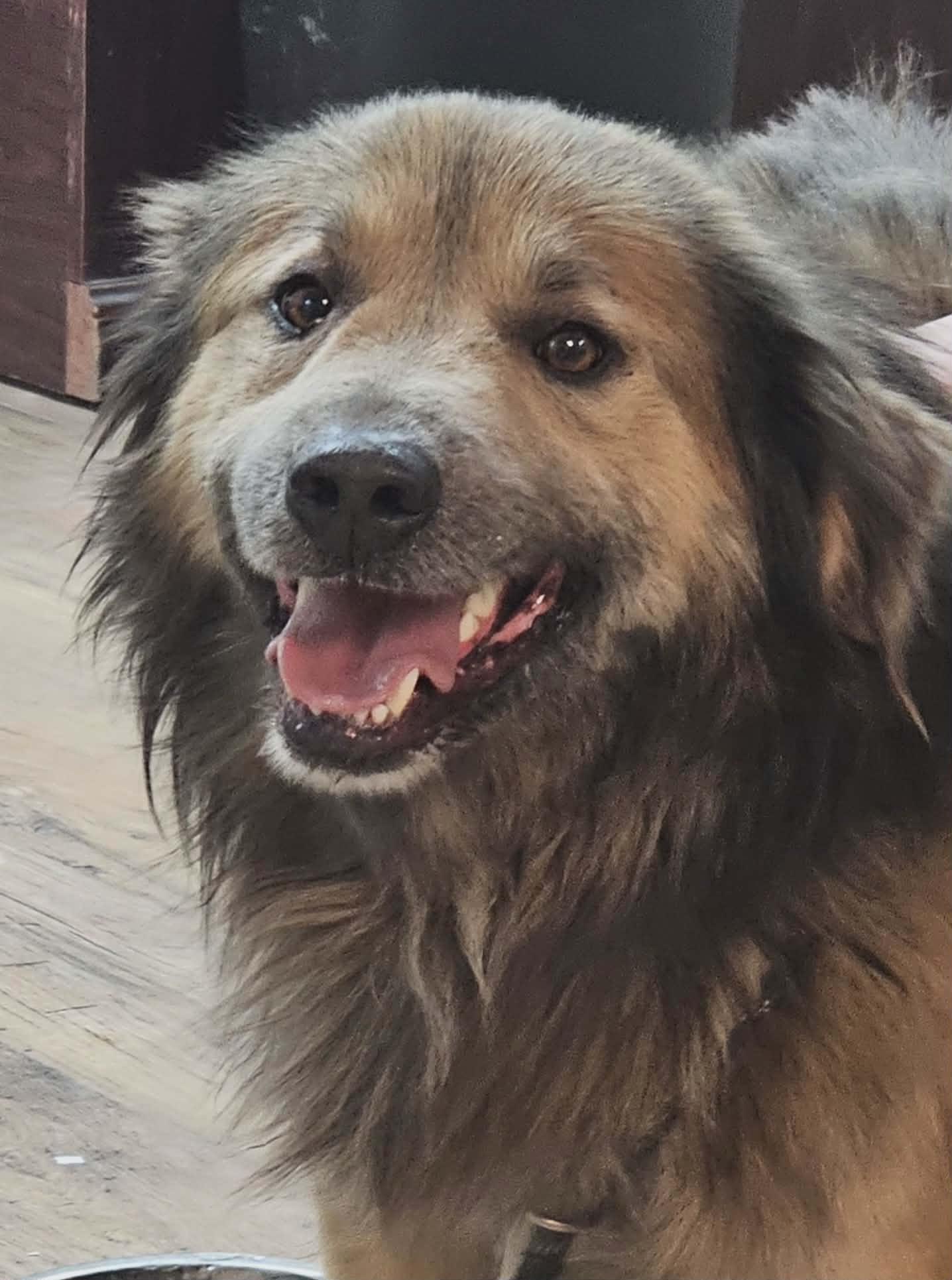 Cooper, ADOPTABLE, Adult Male Chow Chow.