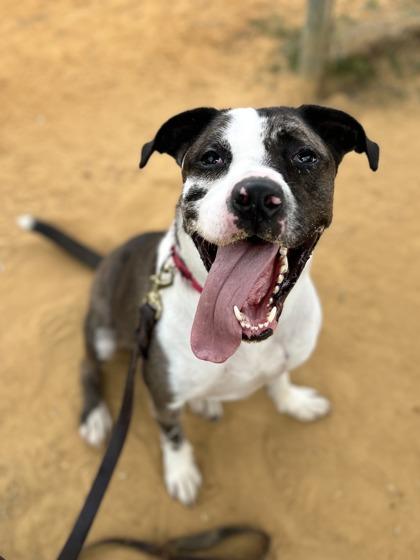 Enlarge JACKSON, an adoptable Mixed Breed in Fernandina Beach, FL image 1/3