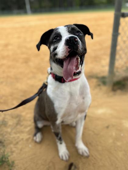 Enlarge JACKSON, an adoptable Mixed Breed in Fernandina Beach, FL image 3/3