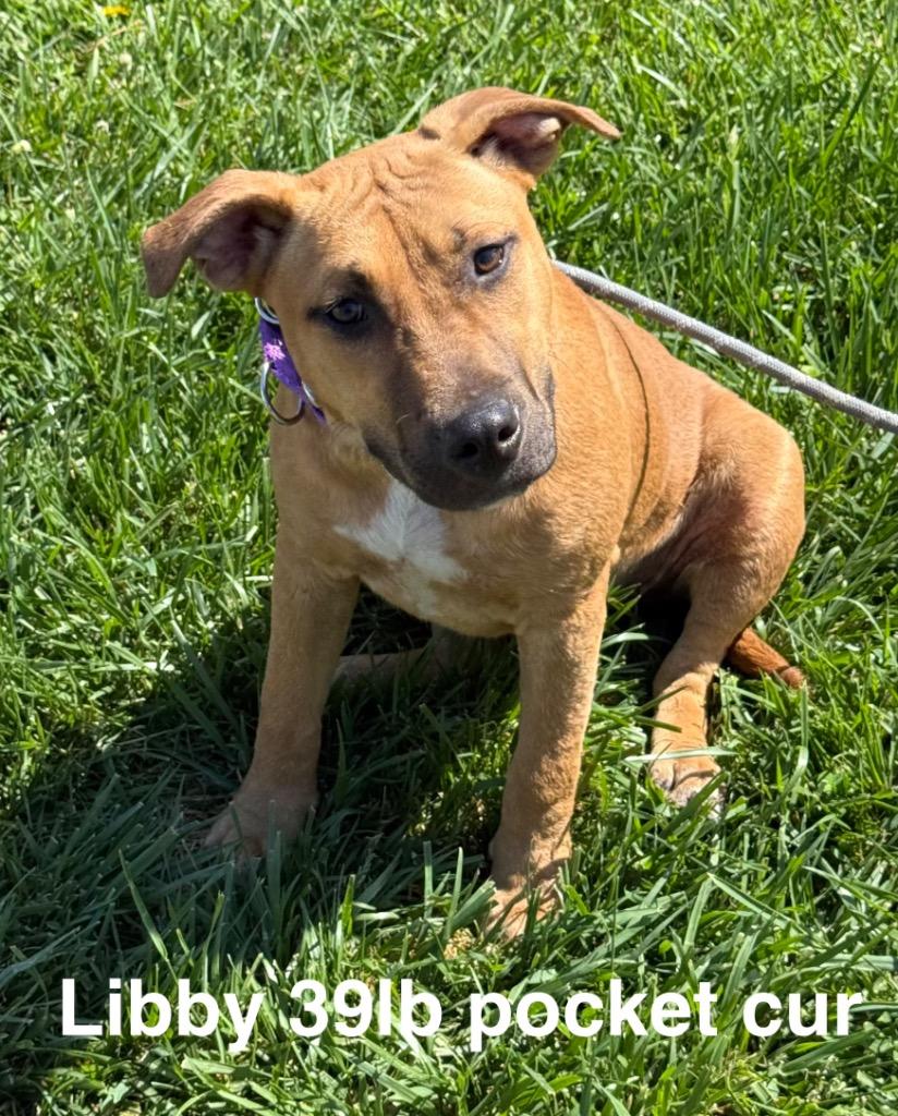 Enlarge Libby, a Adoptable Mountain Cur in Camden, TN image 1/1