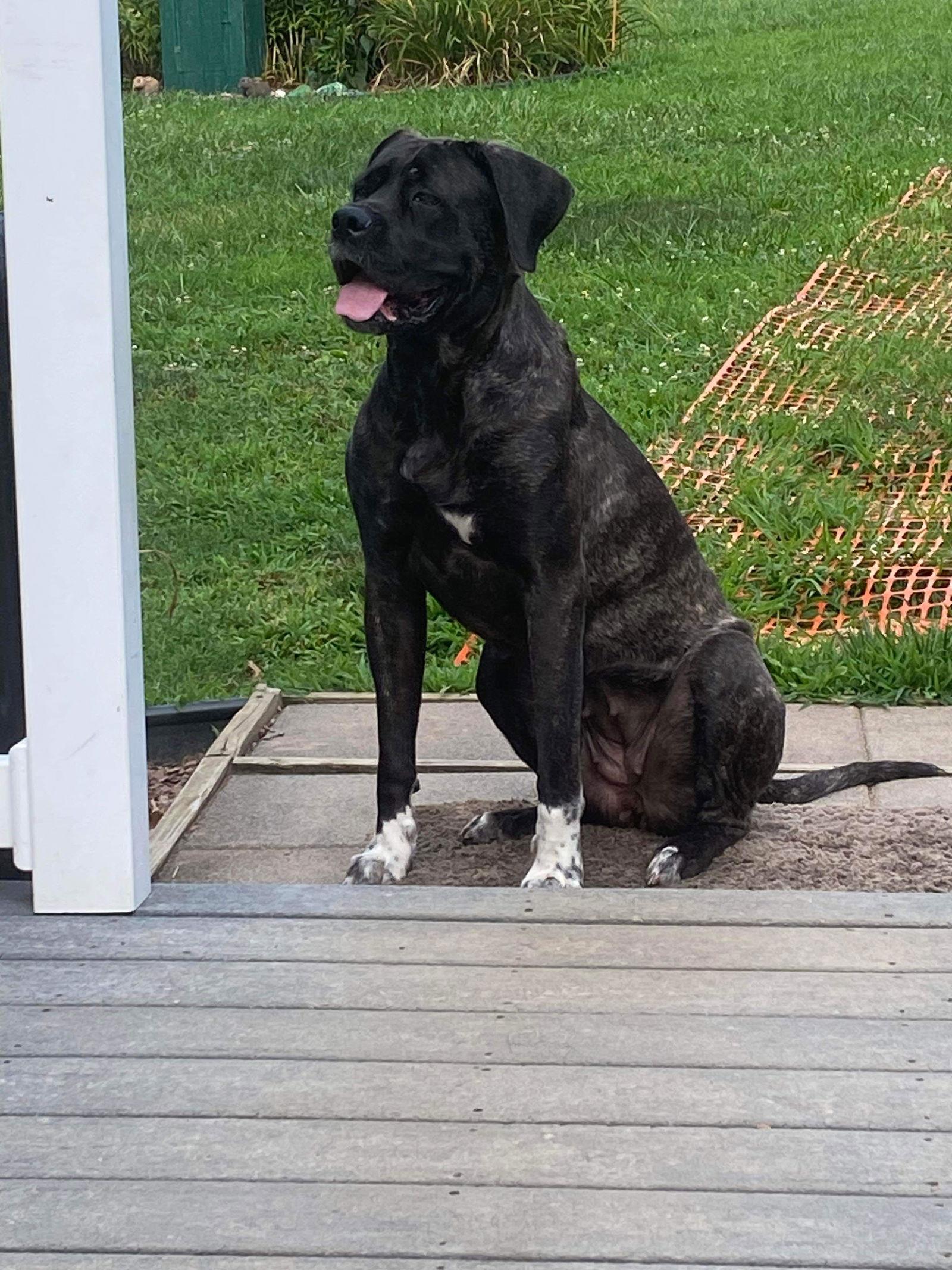 Zoey, a Adoptable Mastiff in Chambersburg, PA image 1/3