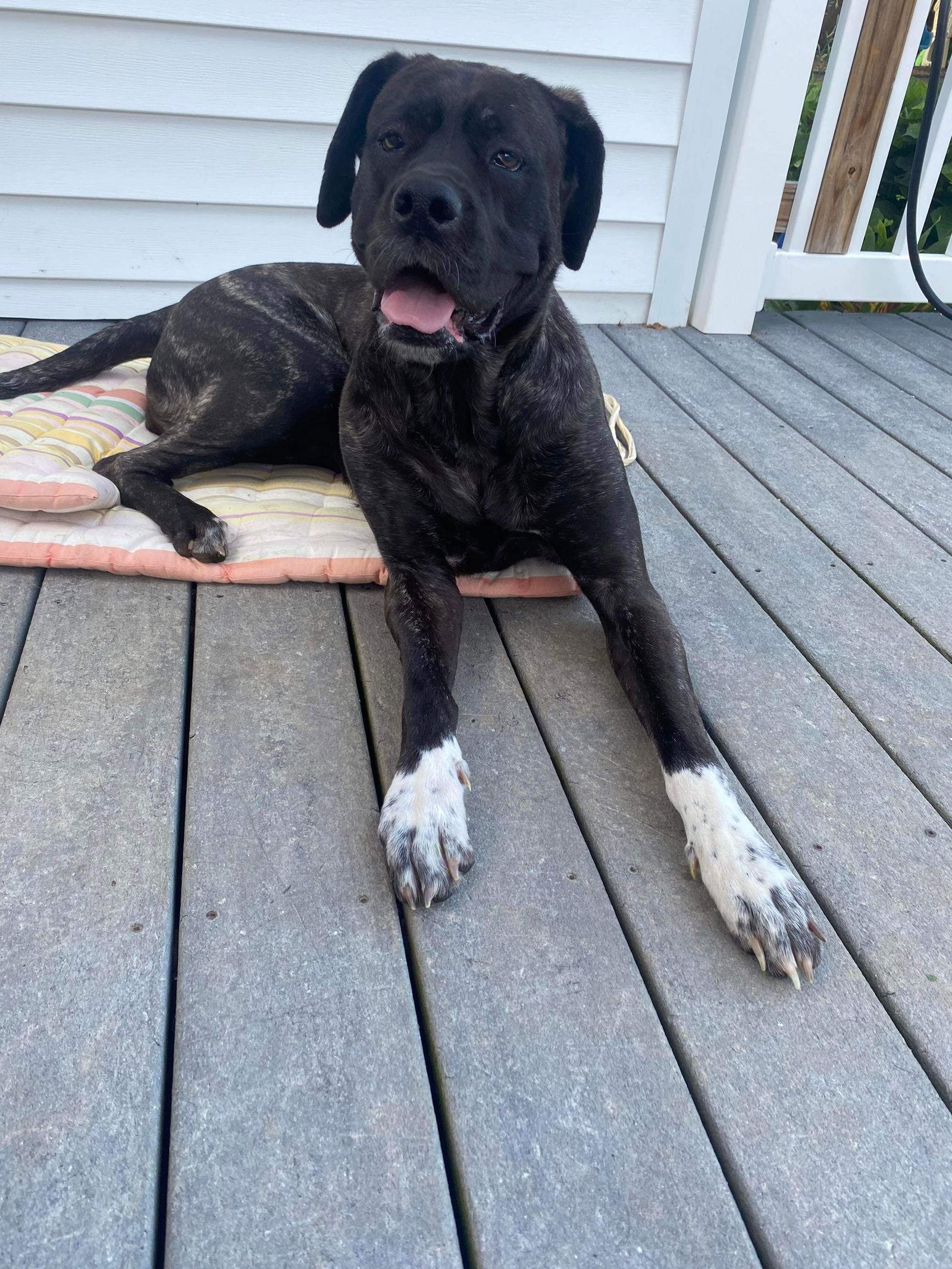 Zoey, a Adoptable Mastiff in Chambersburg, PA image 2/3