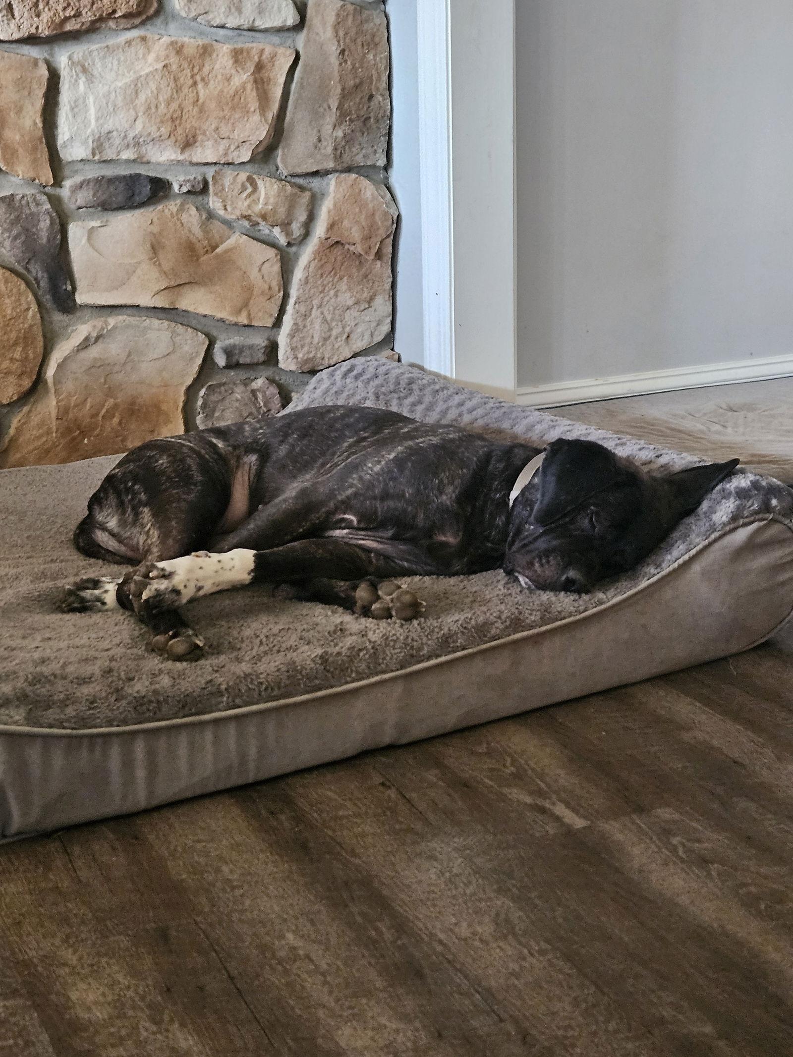 Zoey, a Adoptable Mastiff in Chambersburg, PA image 3/3