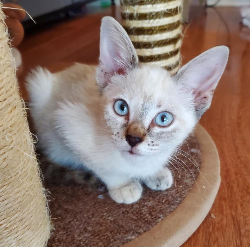 Sweetie, Adopted, Kitten Female Domestic Short Hair & Siamese.