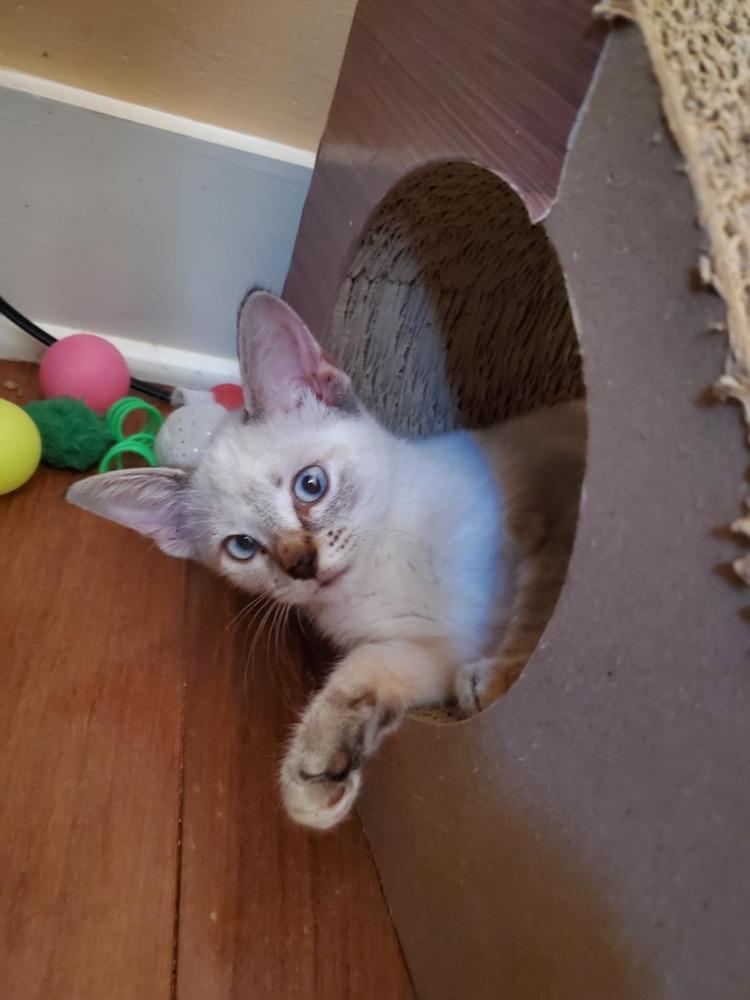 Enlarge Sweetie, a Adopted mixed breed in Hudson, NH image 2/3