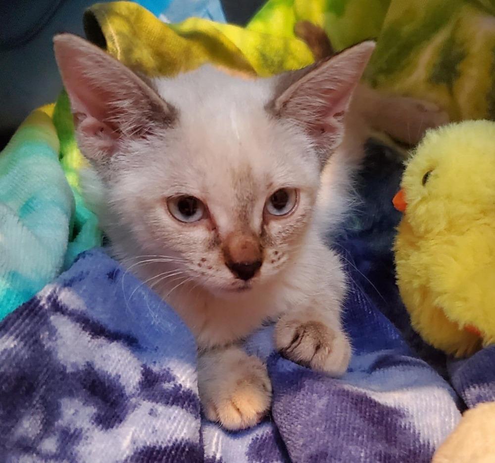 Enlarge Sweetie, a Adopted mixed breed in Hudson, NH image 3/3