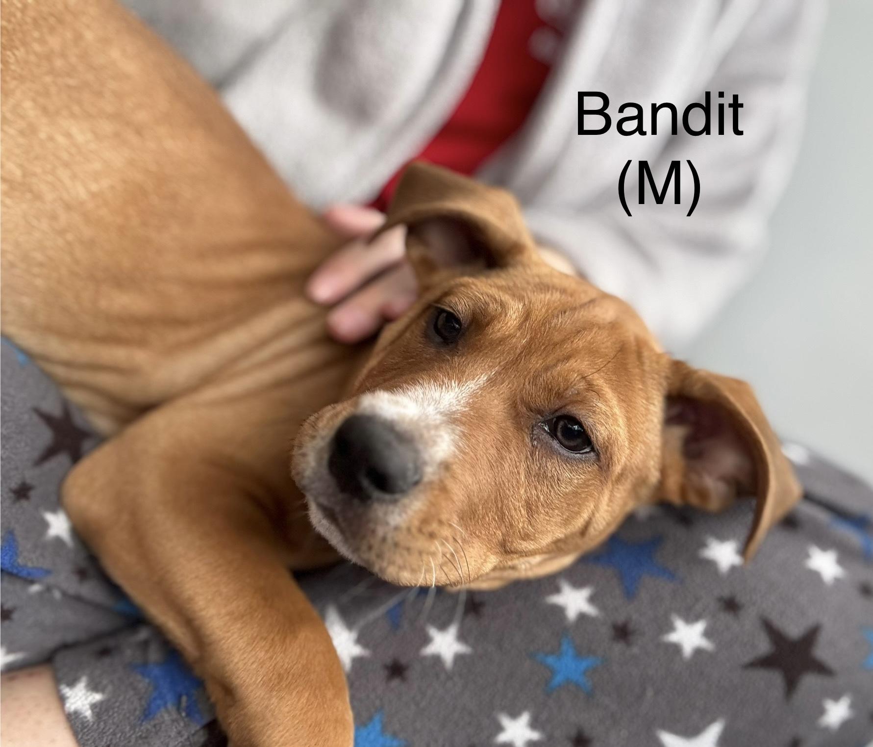 Bandit 2