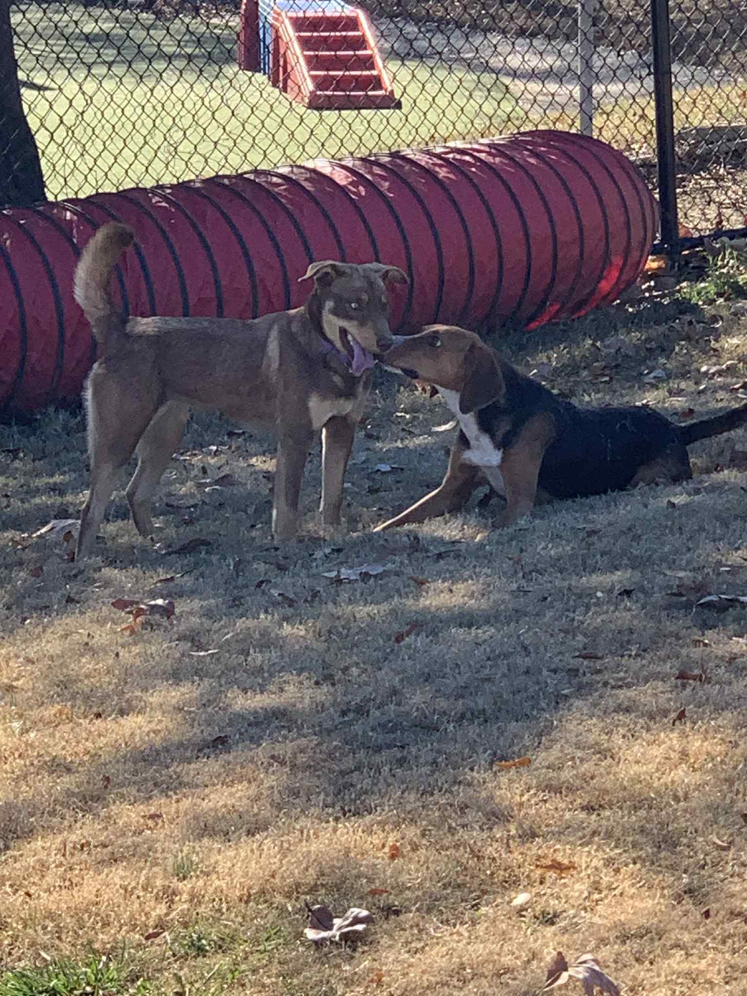 Duke, ADOPTABLE, Adult Male Hound.