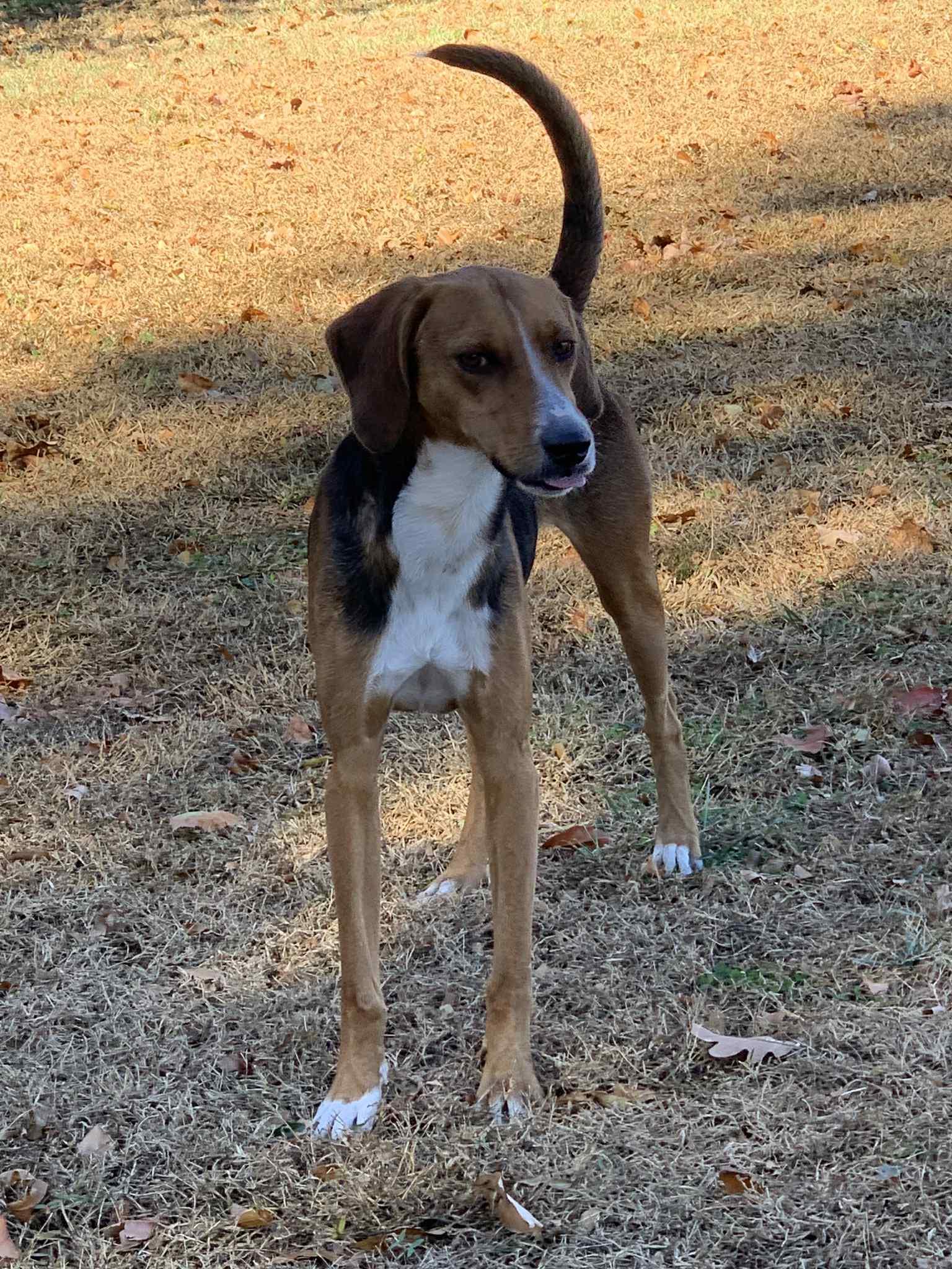 Duke, a ADOPTABLE Hound in Douglas, MA image 2/6