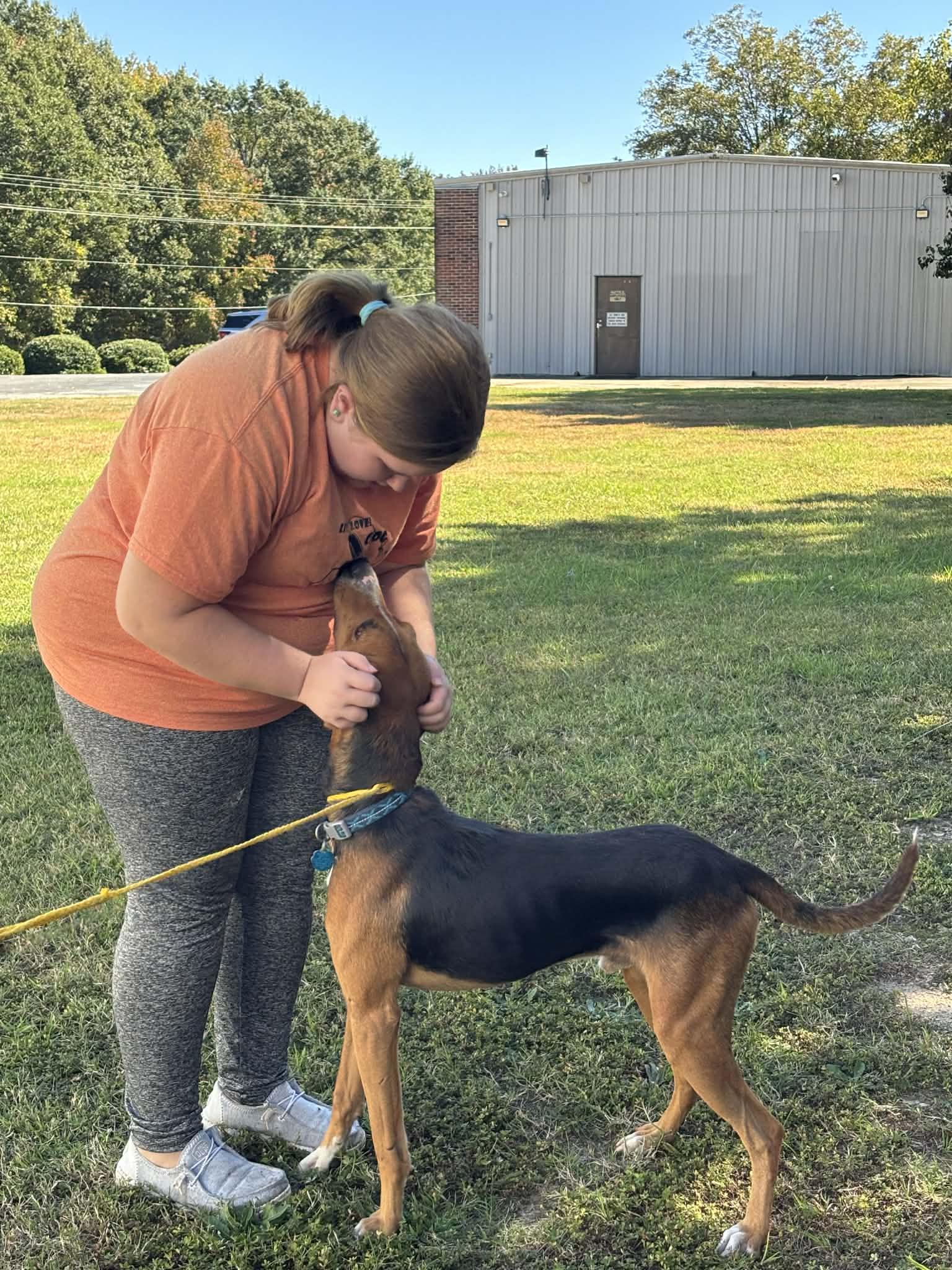 Duke, a ADOPTABLE Hound in Douglas, MA image 4/6