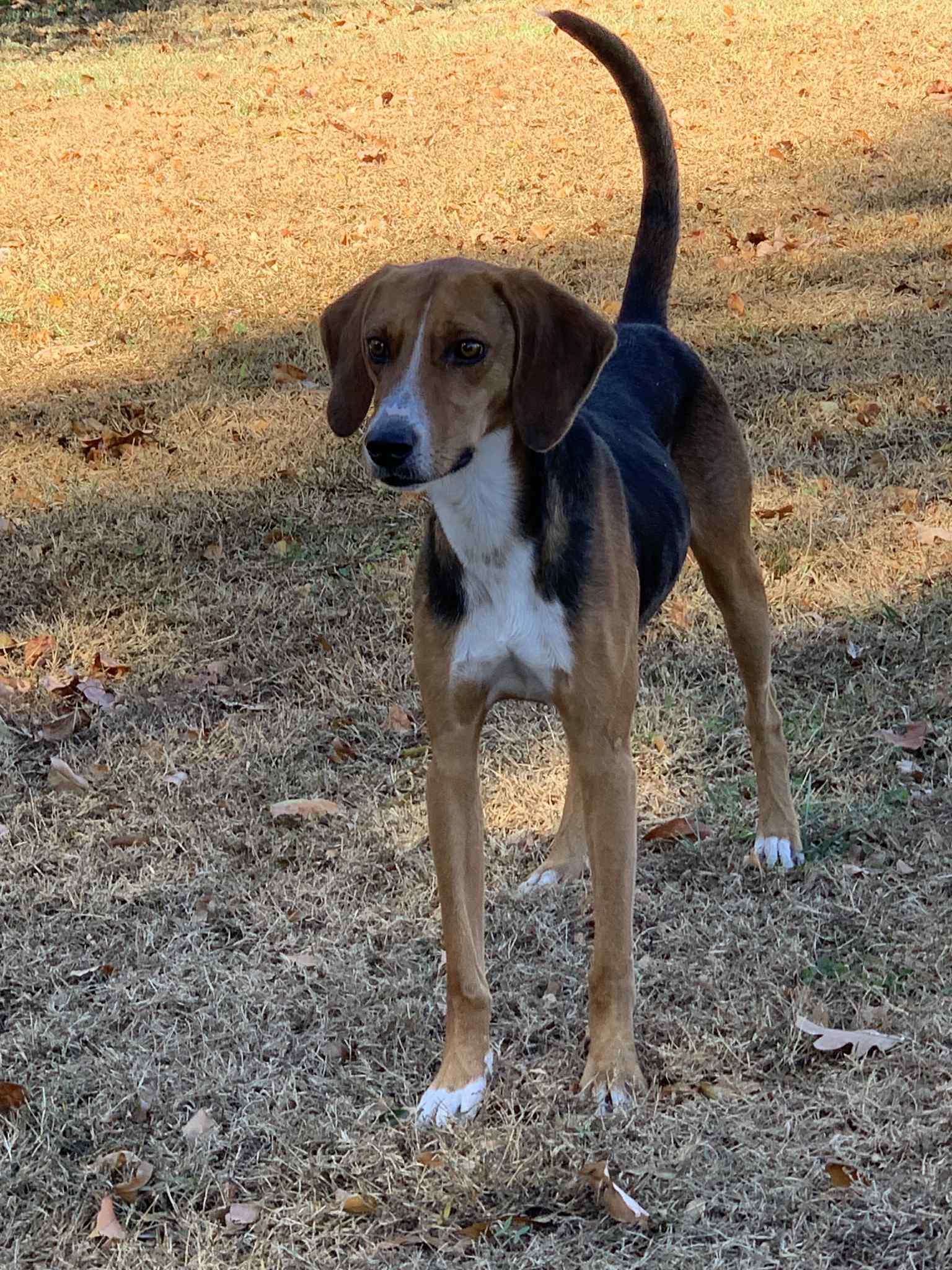 Duke, a ADOPTABLE Hound in Douglas, MA image 5/6