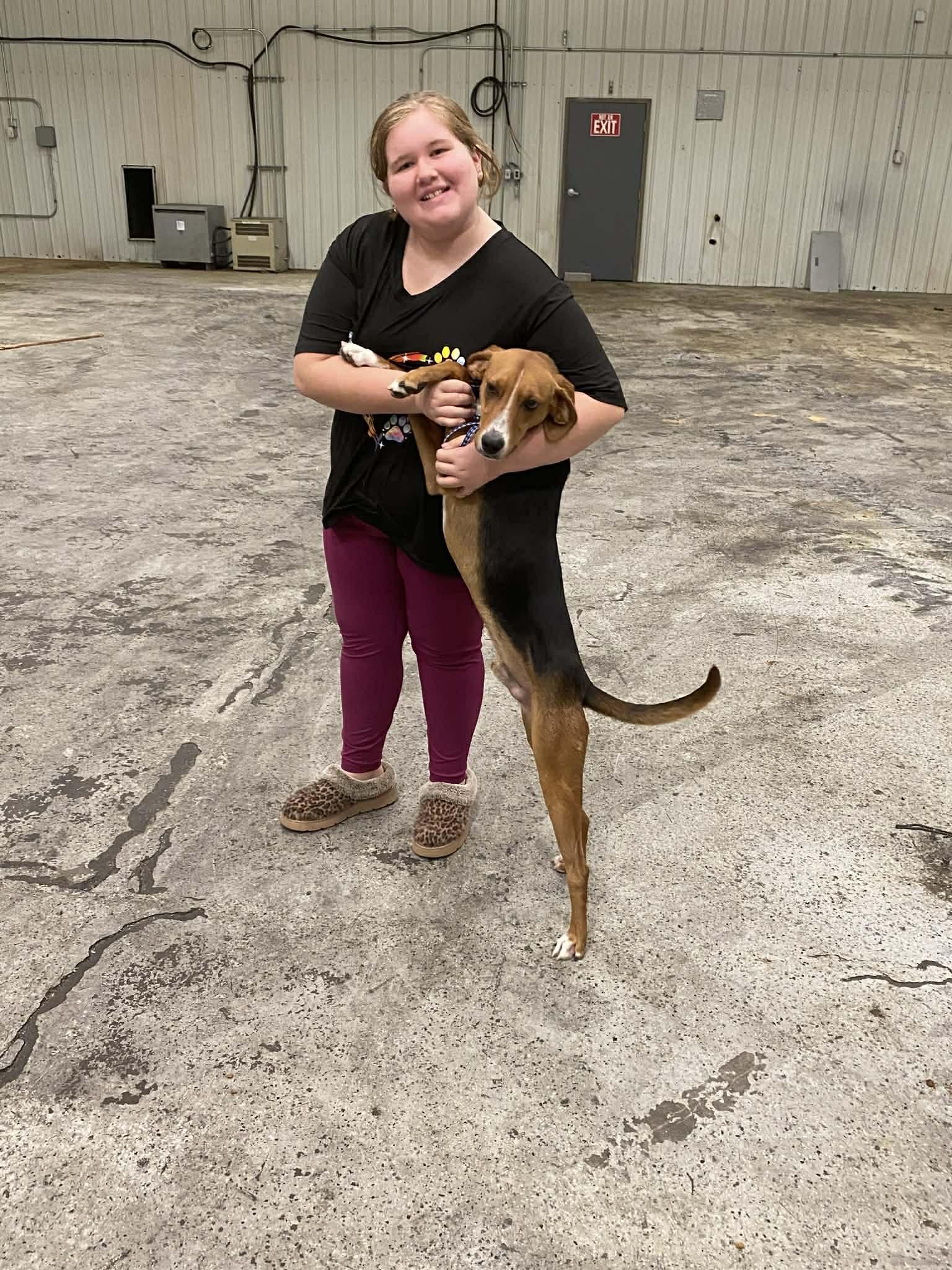 Duke, a ADOPTABLE Hound in Douglas, MA image 6/6