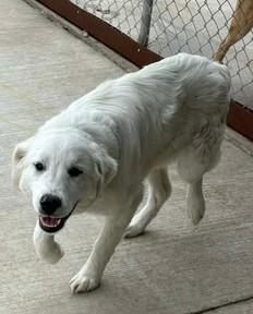 Enlarge Lemonade, a Adoptable mixed breed in Lampasas, TX image 1/2