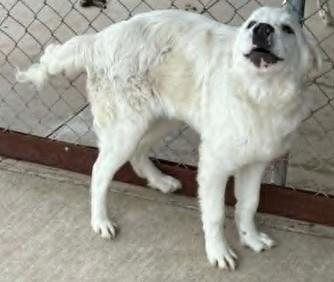 Enlarge Lemonade, a Adoptable mixed breed in Lampasas, TX image 2/2