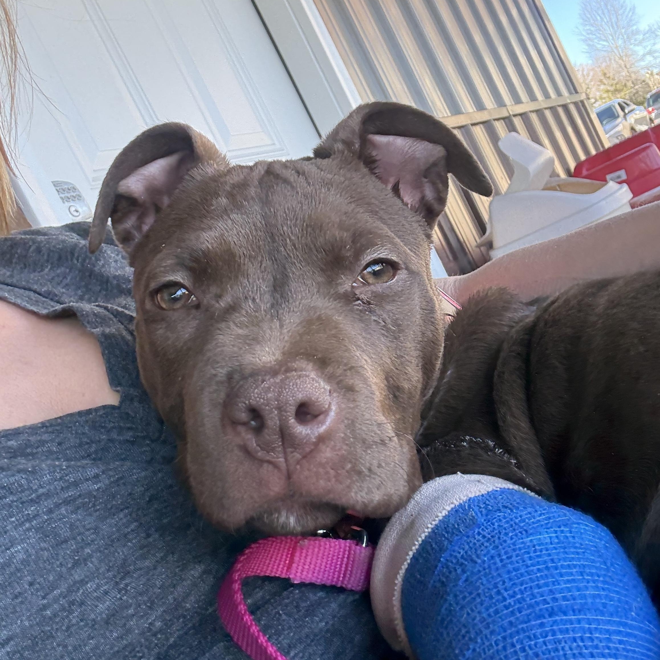 Enlarge Vi, a ADOPTABLE mixed breed in Grafton, OH image 2/3