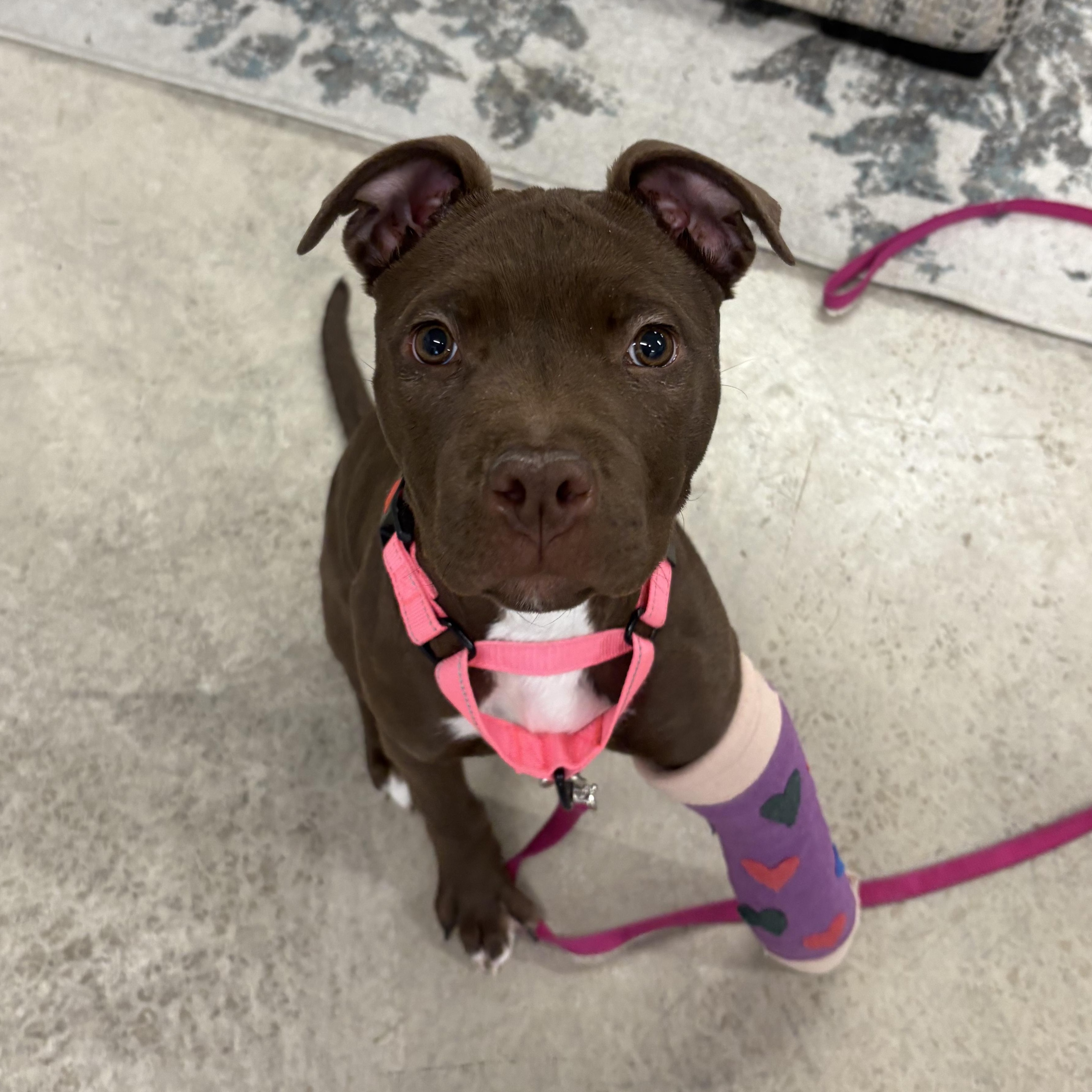 Enlarge Vi, a ADOPTABLE mixed breed in Grafton, OH image 3/3