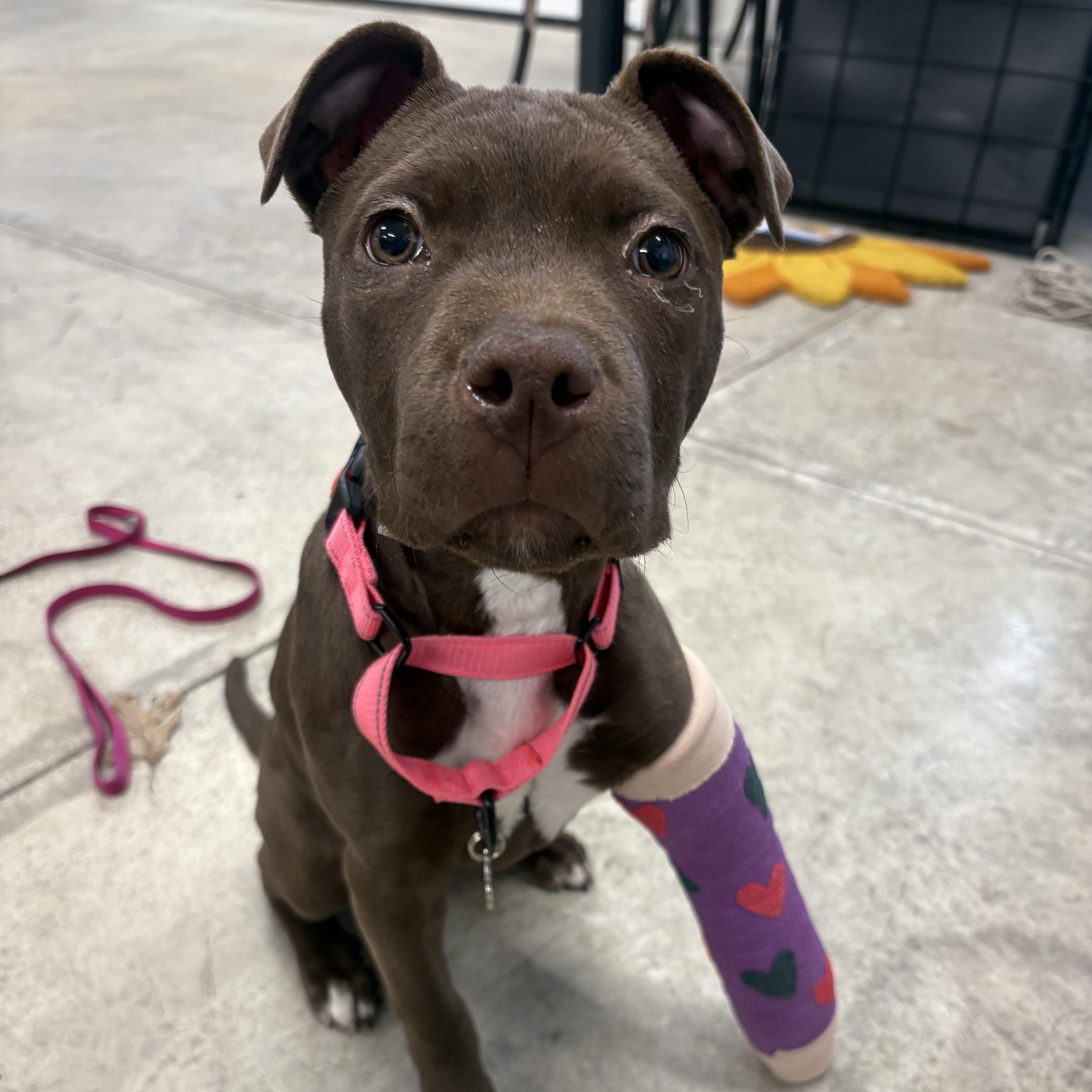 Enlarge Vi, a ADOPTABLE mixed breed in Grafton, OH image 1/3