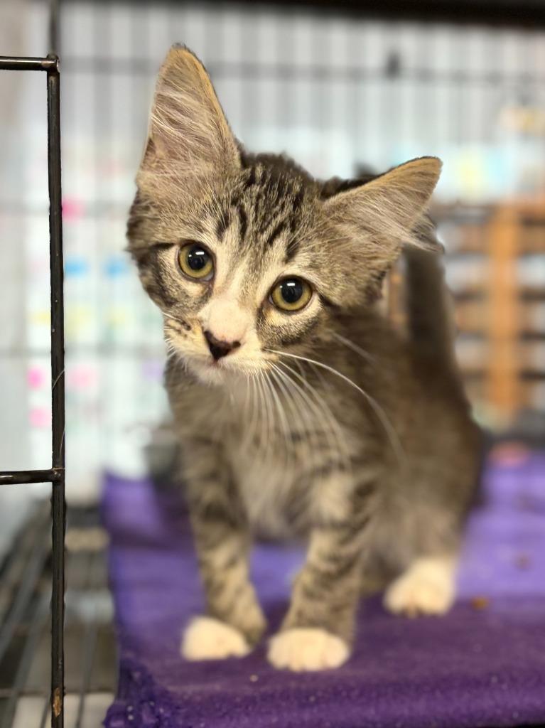 Mervin, Adoptable, Kitten Male Domestic Long Hair.