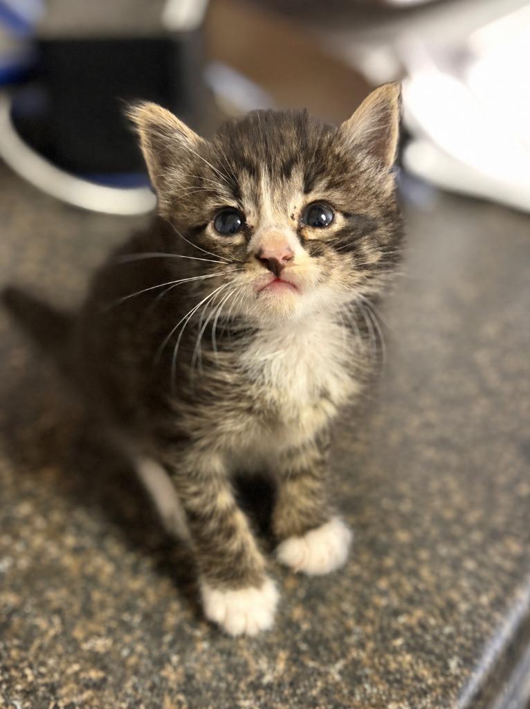 Enlarge Mervin, a Adoptable mixed breed in Lockhart, TX image 1/1