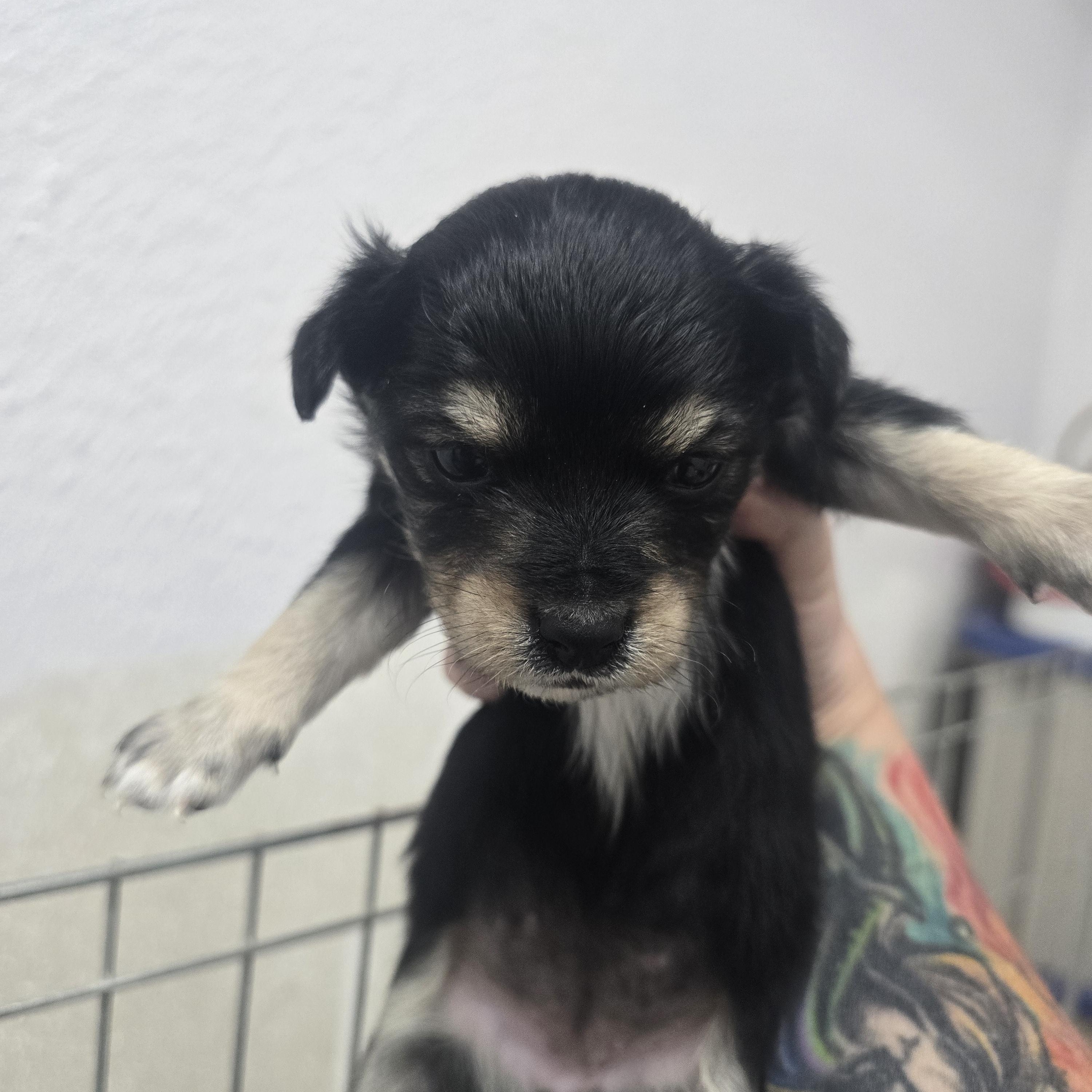 Tatum, a ADOPTABLE mixed breed in Brentwood, CA image 1/2