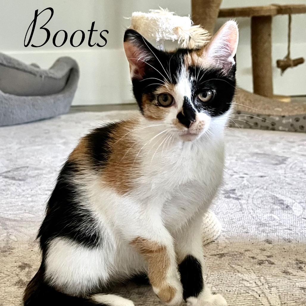 Boots, Adoptable, Young Female Domestic Short Hair.