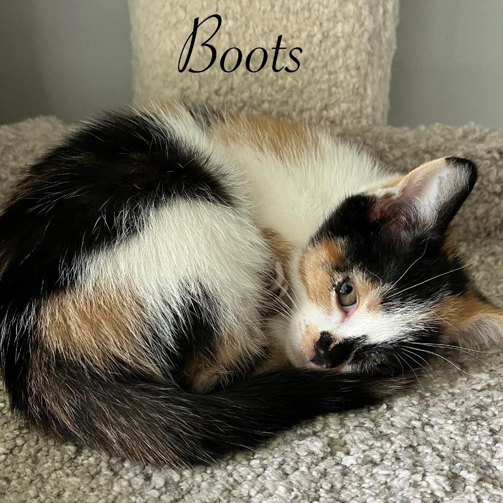 Boots, a Adoptable Domestic Short Hair in Duck River, TN image 2/3