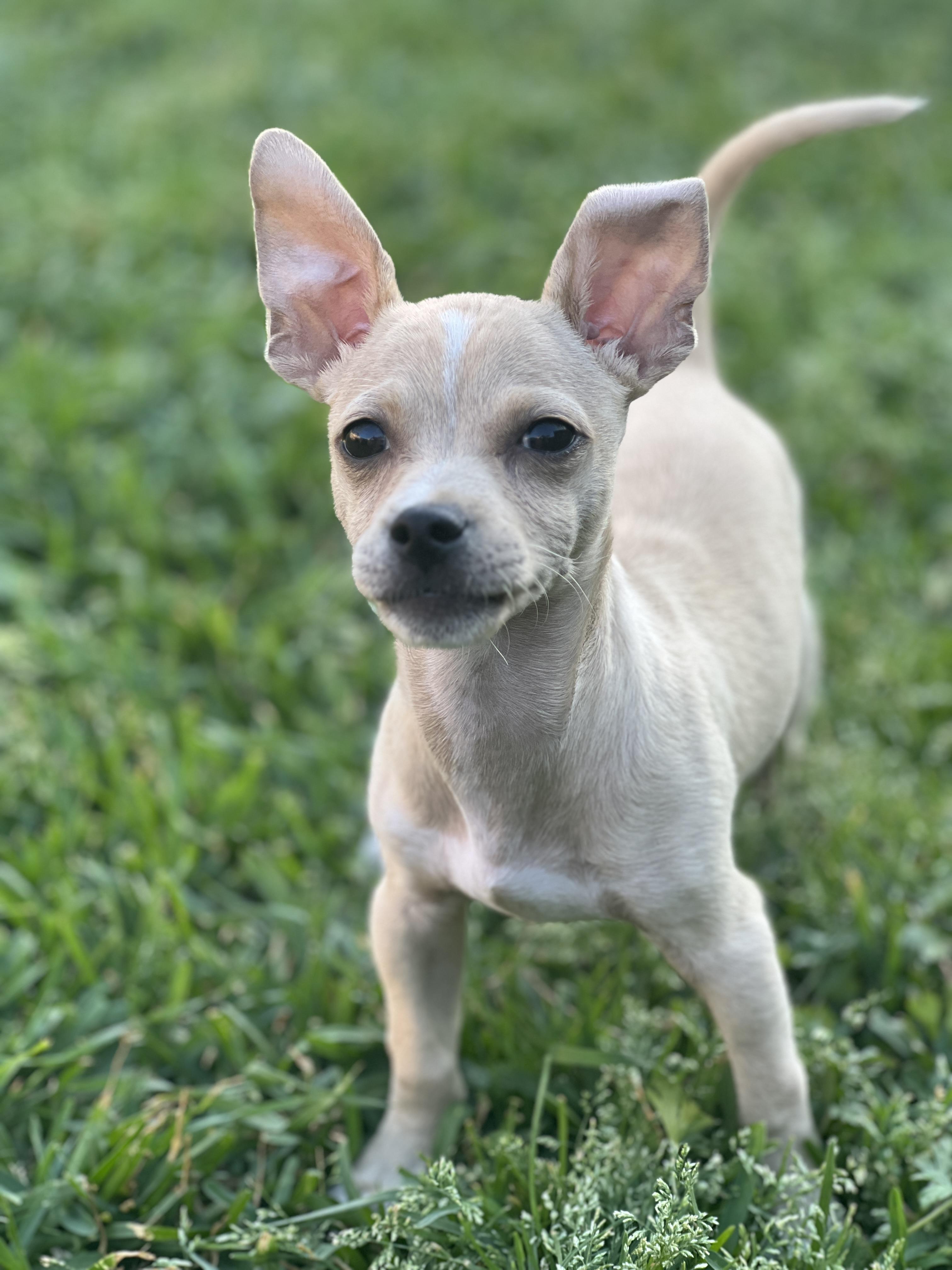 Enlarge Tucker, a ADOPTABLE Chihuahua in Blue Bell, PA image 1/6