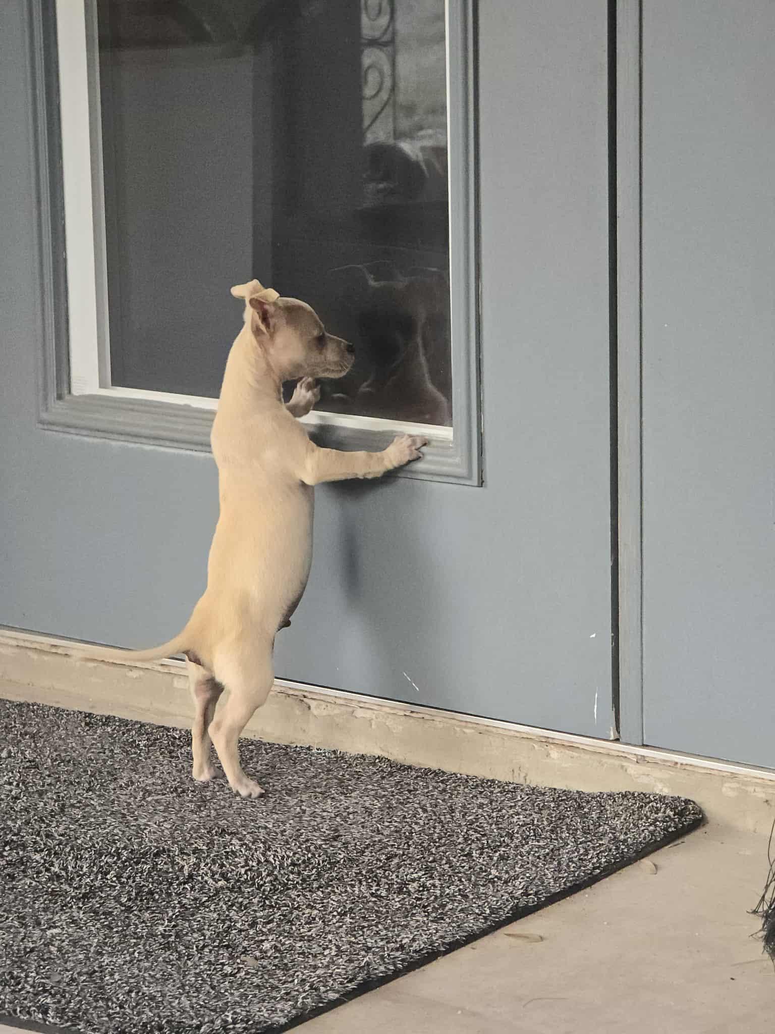 Enlarge Tucker, a ADOPTABLE Chihuahua in Blue Bell, PA image 5/6