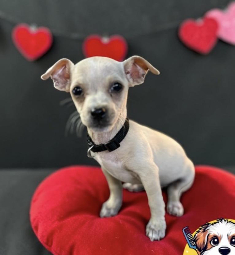 Enlarge Tucker, a ADOPTABLE Chihuahua in Blue Bell, PA image 3/6